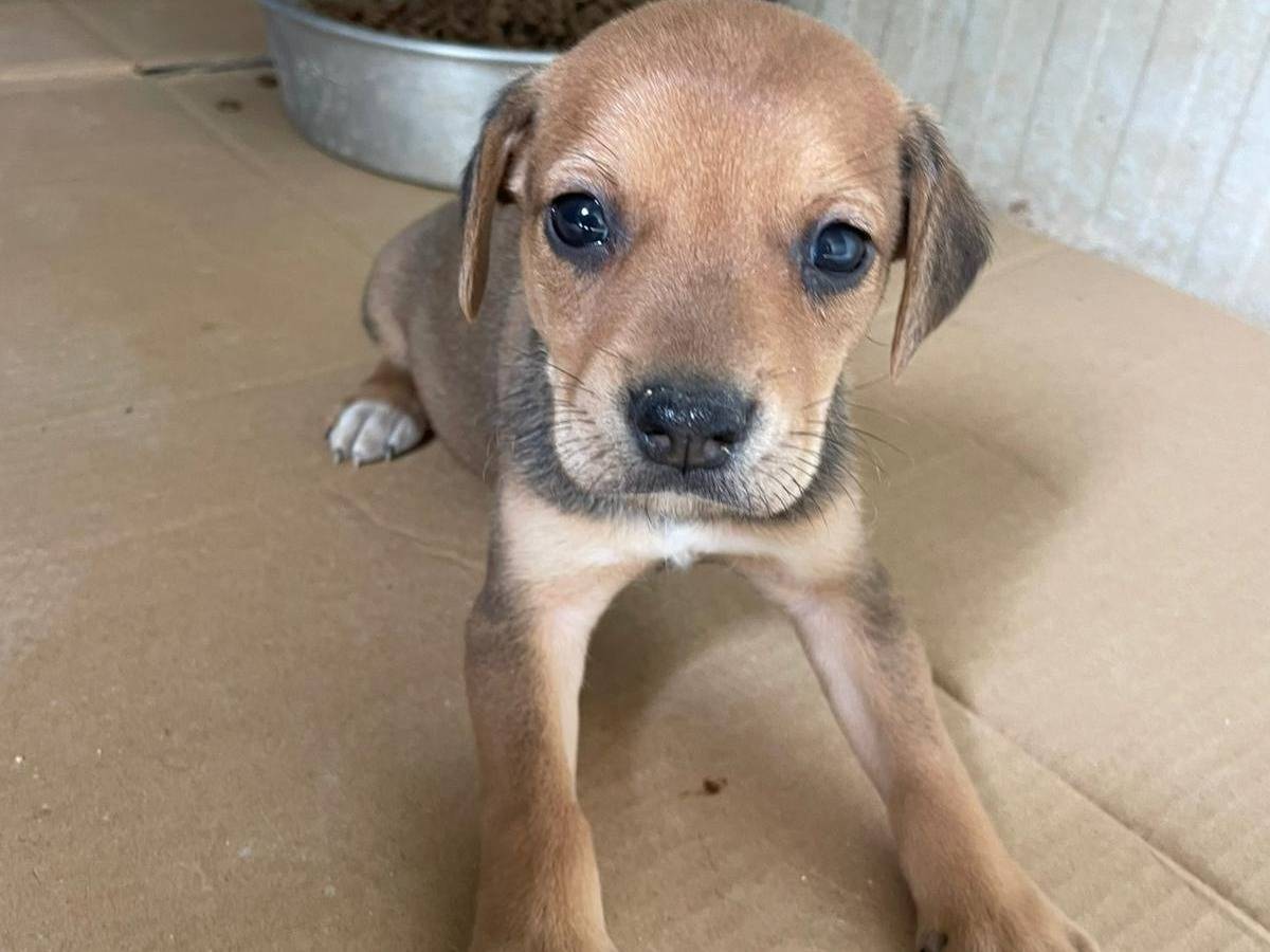Adotta un cane, taglia media, maschio, Frosinone
