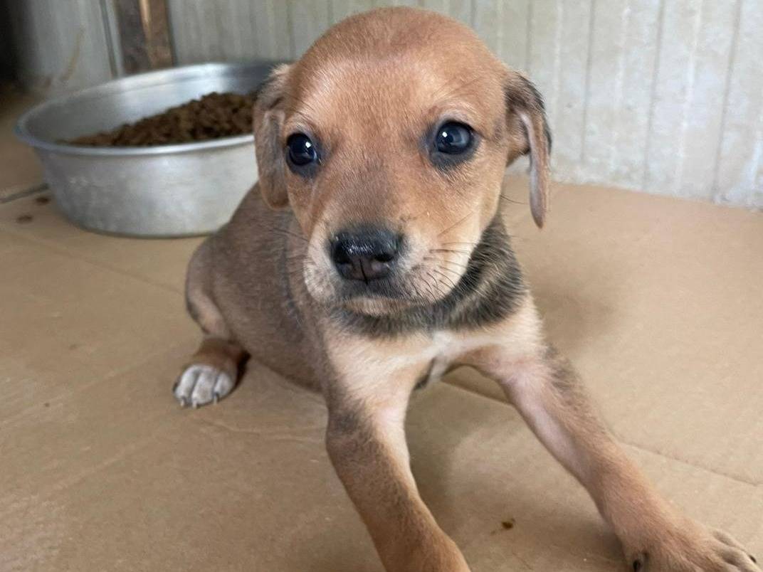 Adotta il cane ILLINOIS a Frosinone