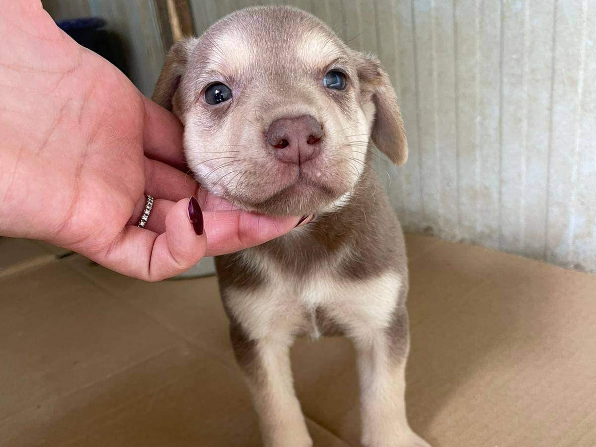 Adozione cane, maschio, Razza sconosciuta Razza sconosciuta, 1 mesi, taglia media, Frosinone