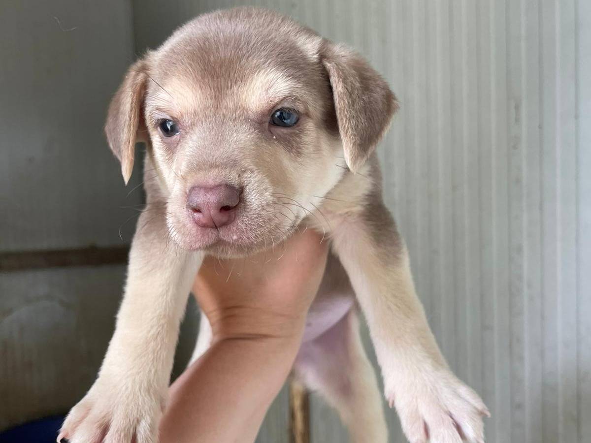 Adotta un cane, maschio, 1 mesi, Frosinone