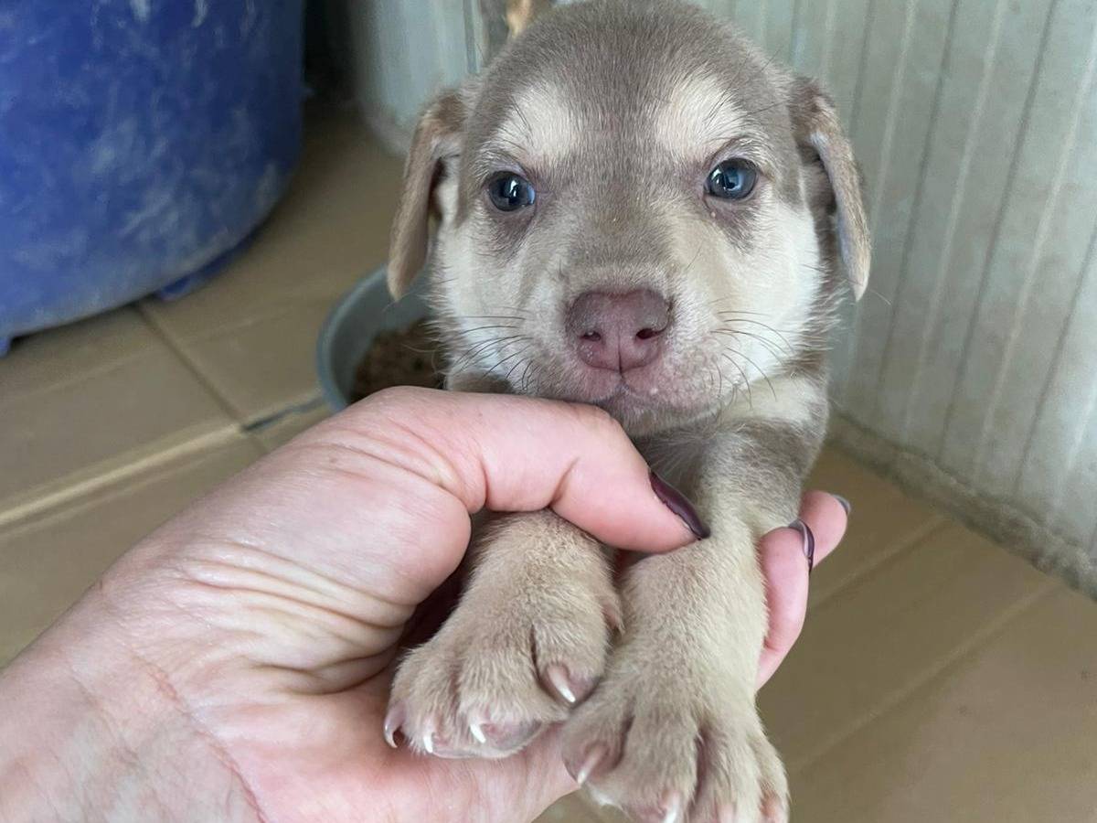 Adotta il cane OHIO a Frosinone
