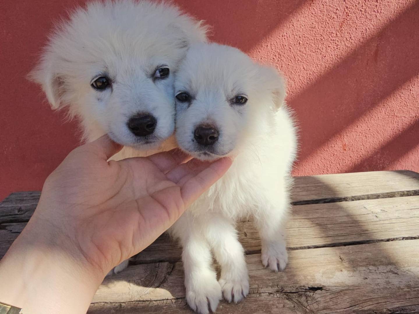 Adotta un cane, femmina, 1 mesi, Avellino