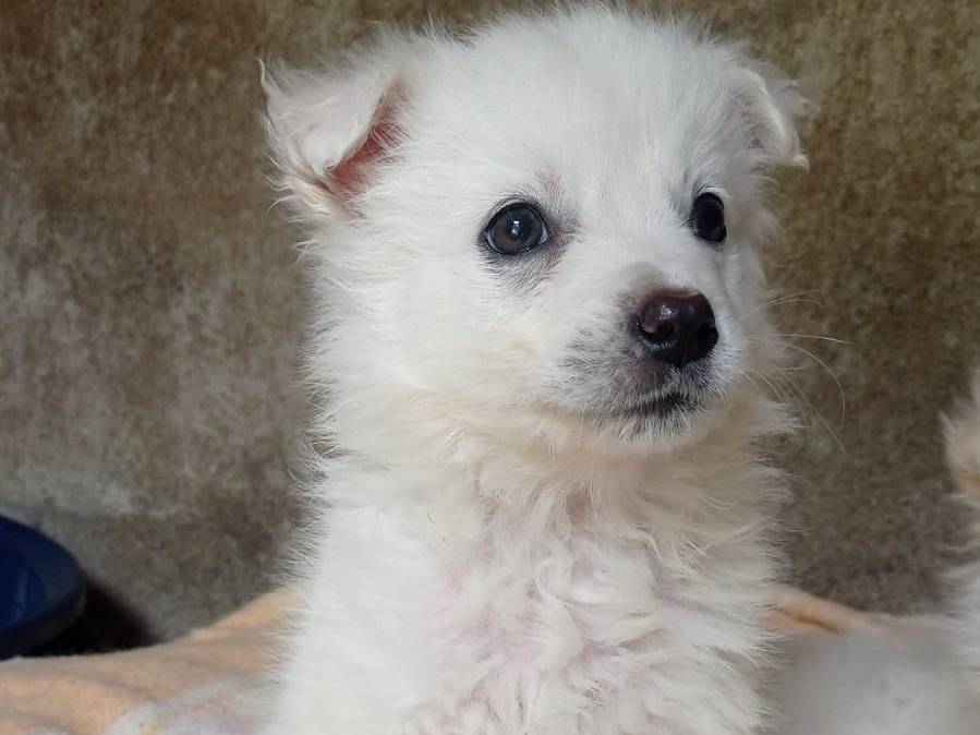 Adotta un cane, taglia media, femmina, Avellino