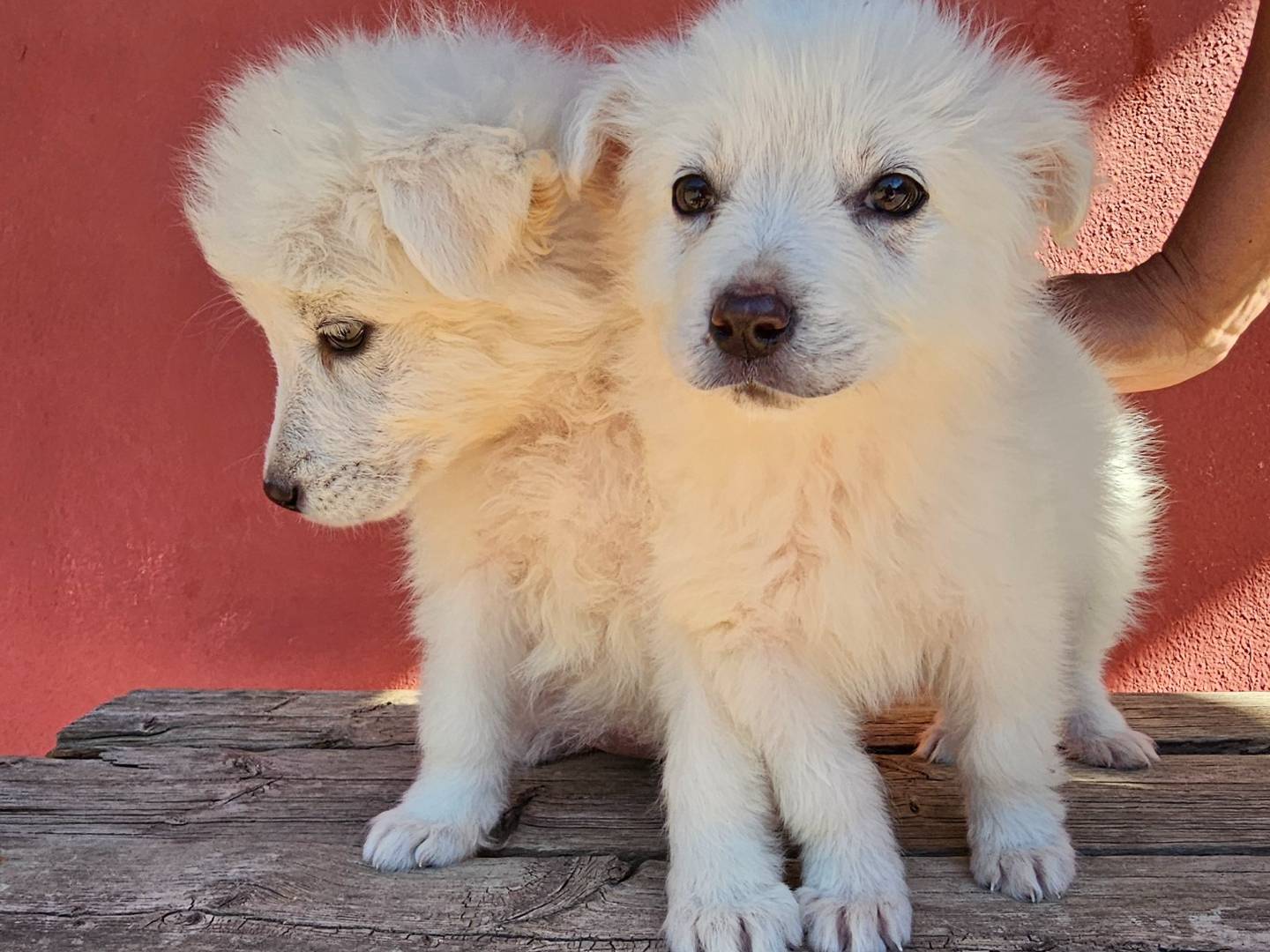 Vuoi adottare un cane a Avellino?
