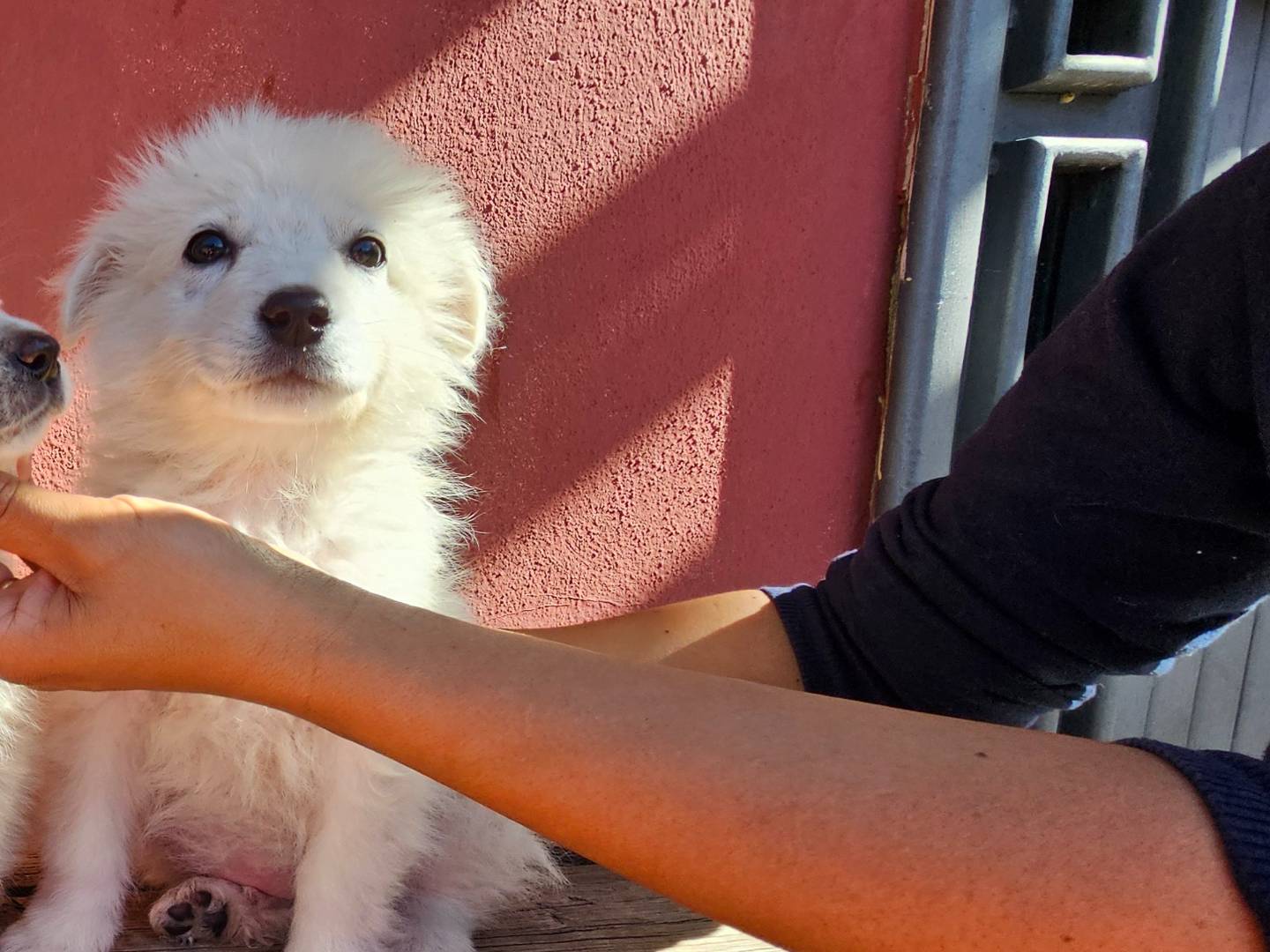Foto dell'animale