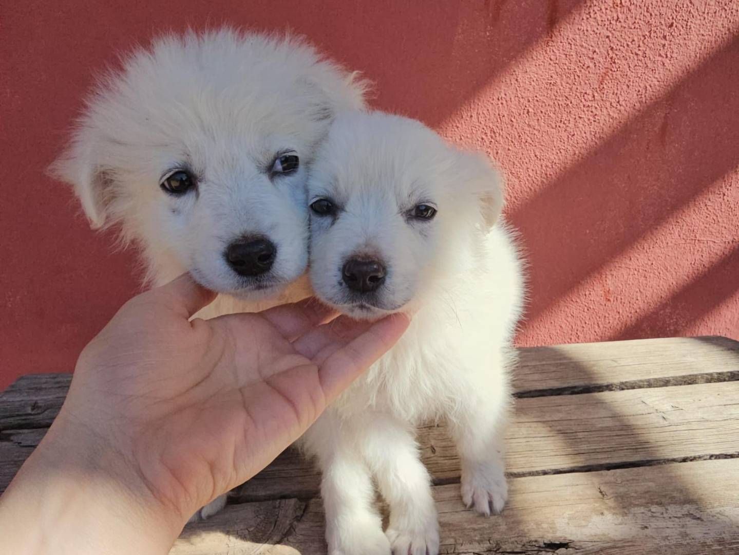 Adotta un cane, femmina, 1 mesi, Avellino