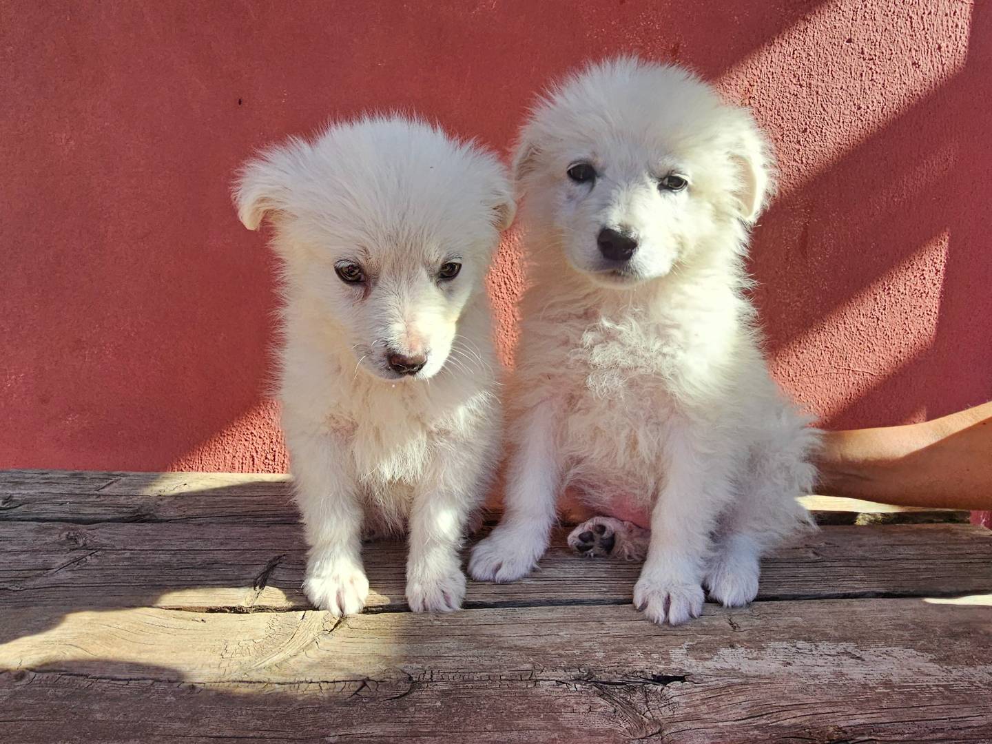 Adotta un cane, taglia media, femmina, Avellino
