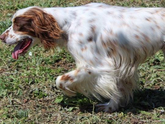 Adotta un cane, femmina, 5 mesi, Roma