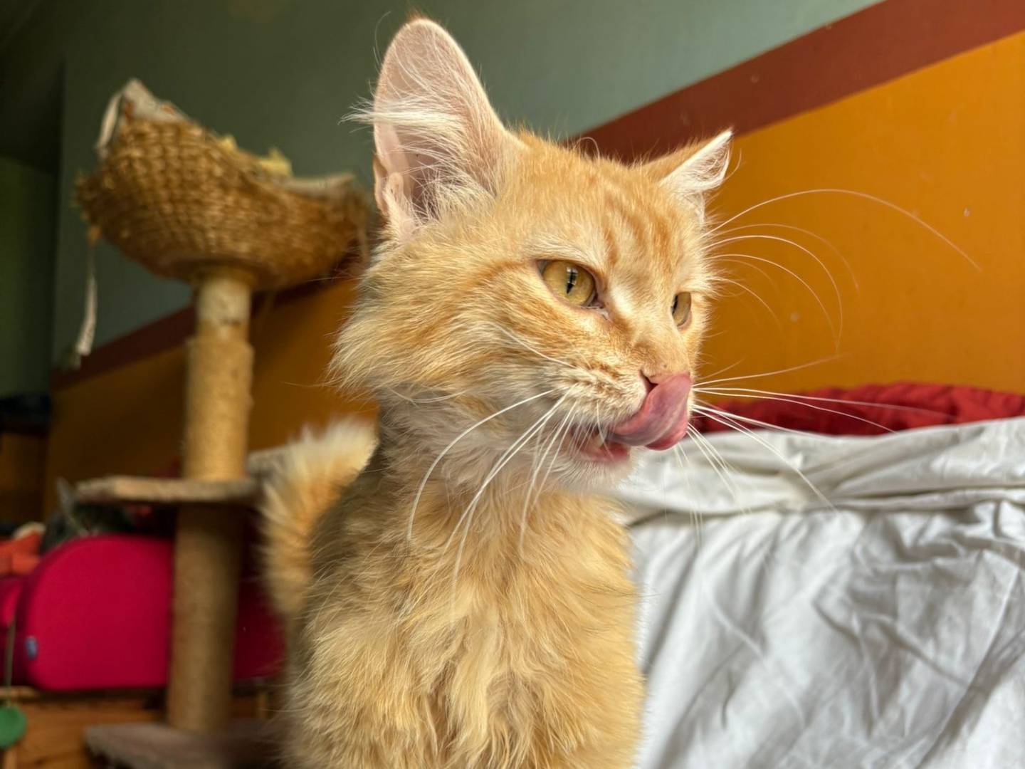 Vuoi adottare un gatto a Asti?