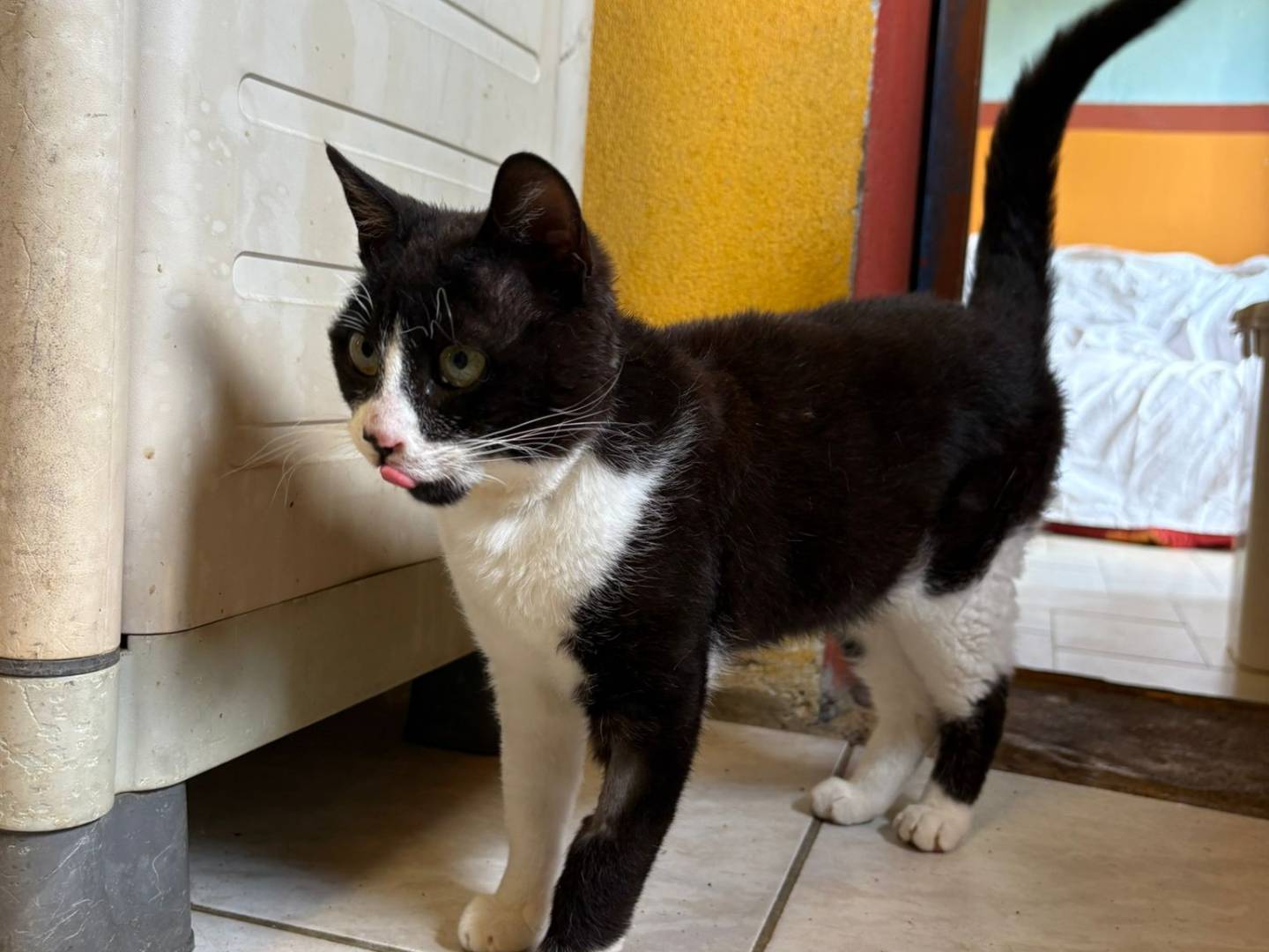 Adotta un gatto, maschio, 1 anno e 3 mesi , Asti