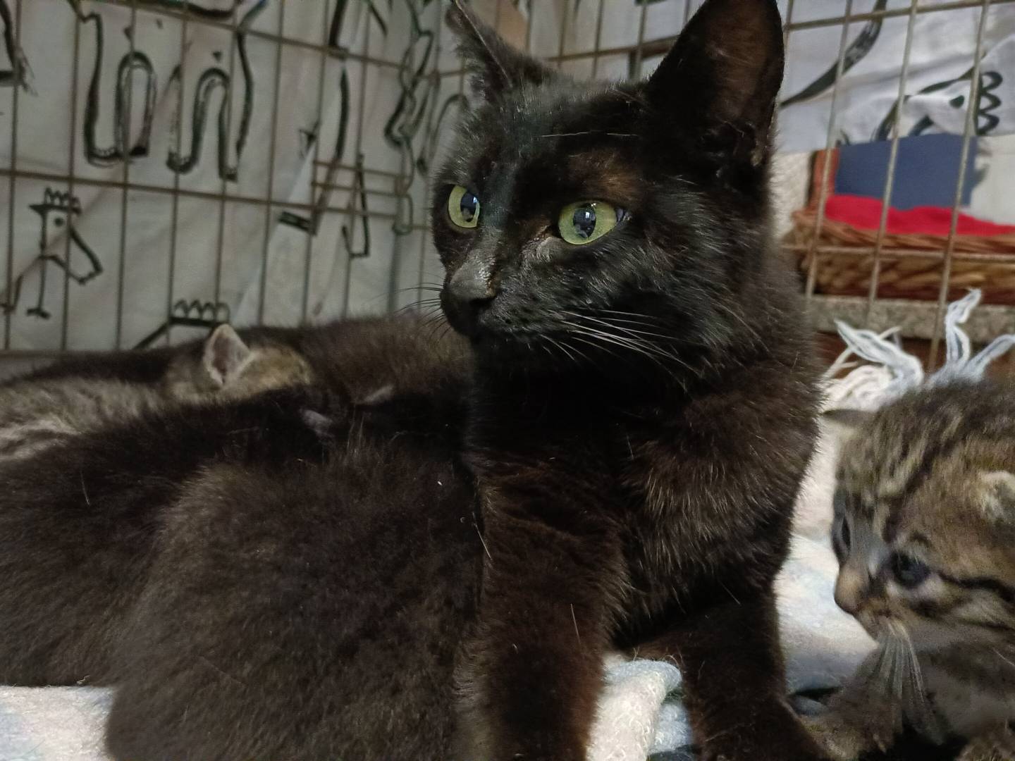 Foto dell'animale