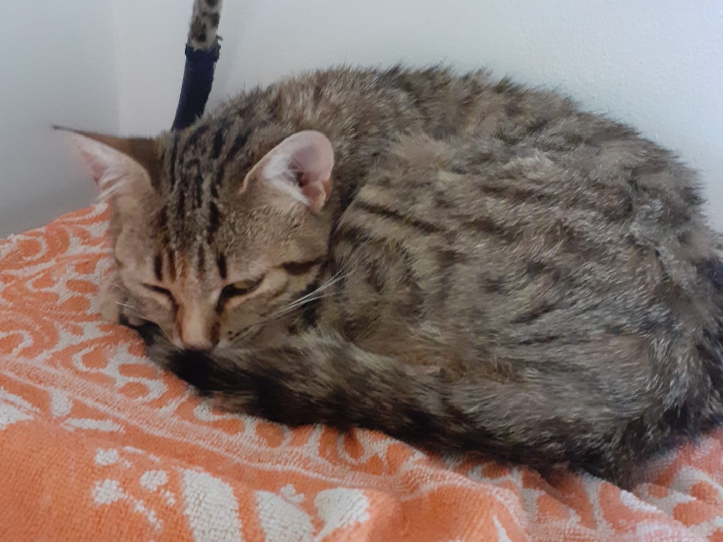 Foto dell'animale