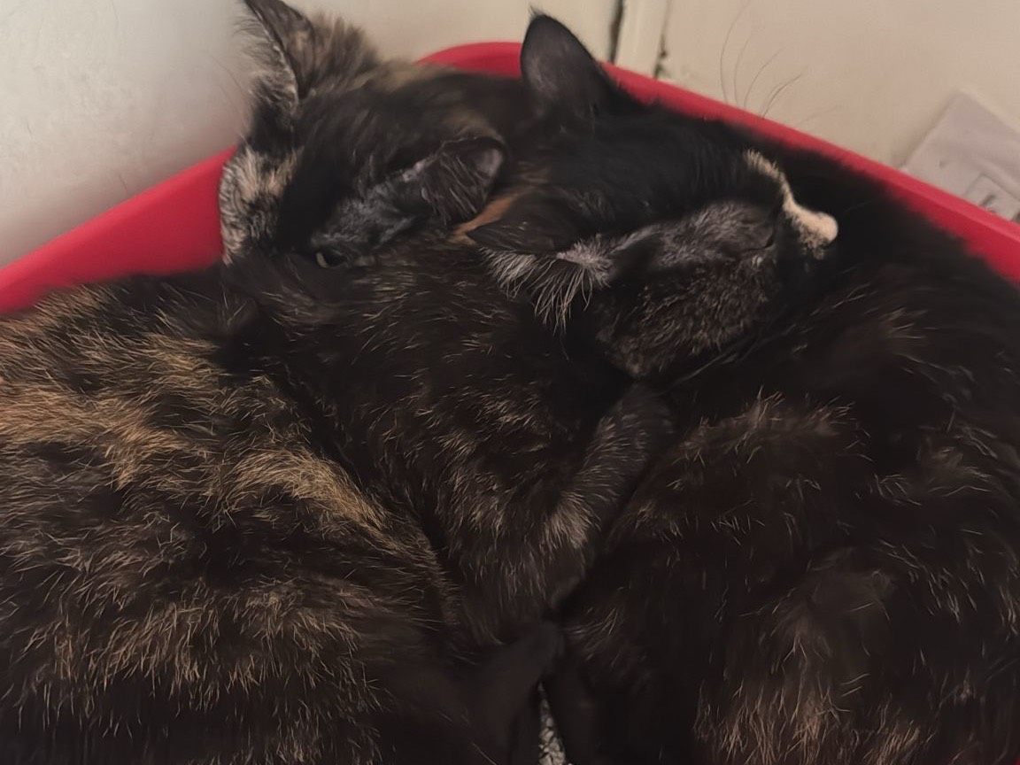 Adotta un gatto, femmina, 5 mesi, Brescia