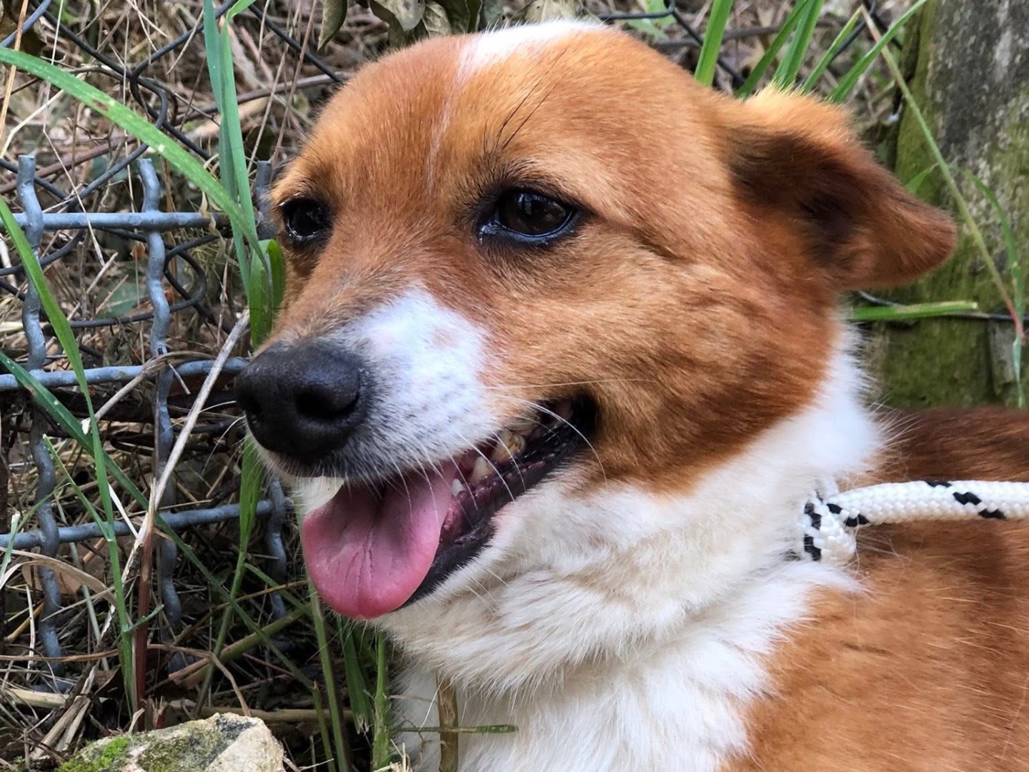 Adotta un cane, maschio, 3 anni  e 9 mesi , Latina