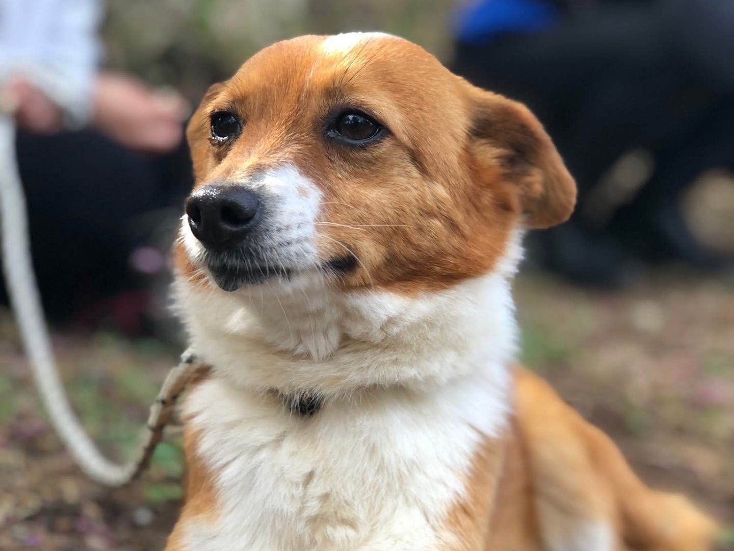 Adotta un cane, taglia piccola, maschio, Latina