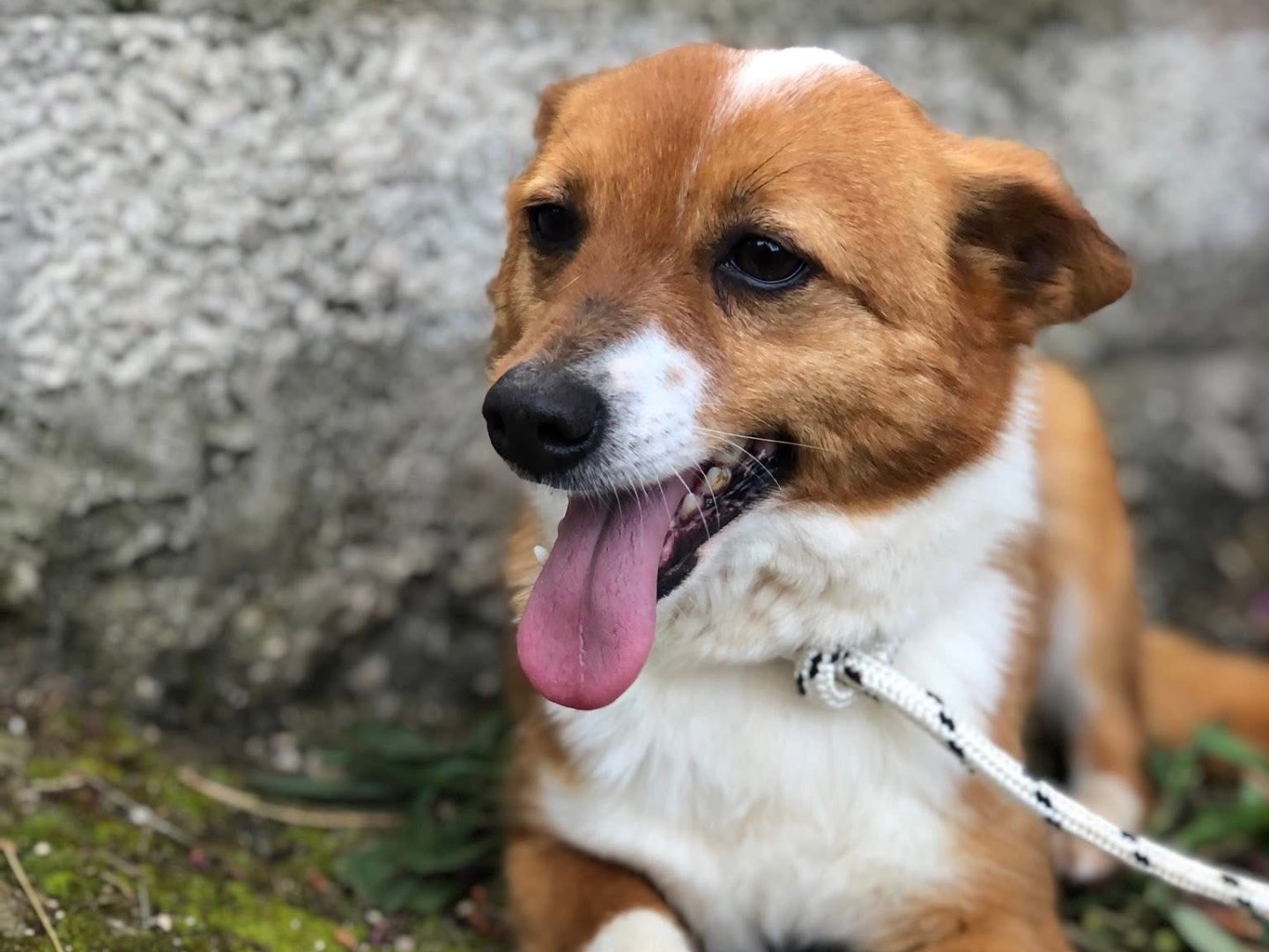 Vuoi adottare un cane a Latina?