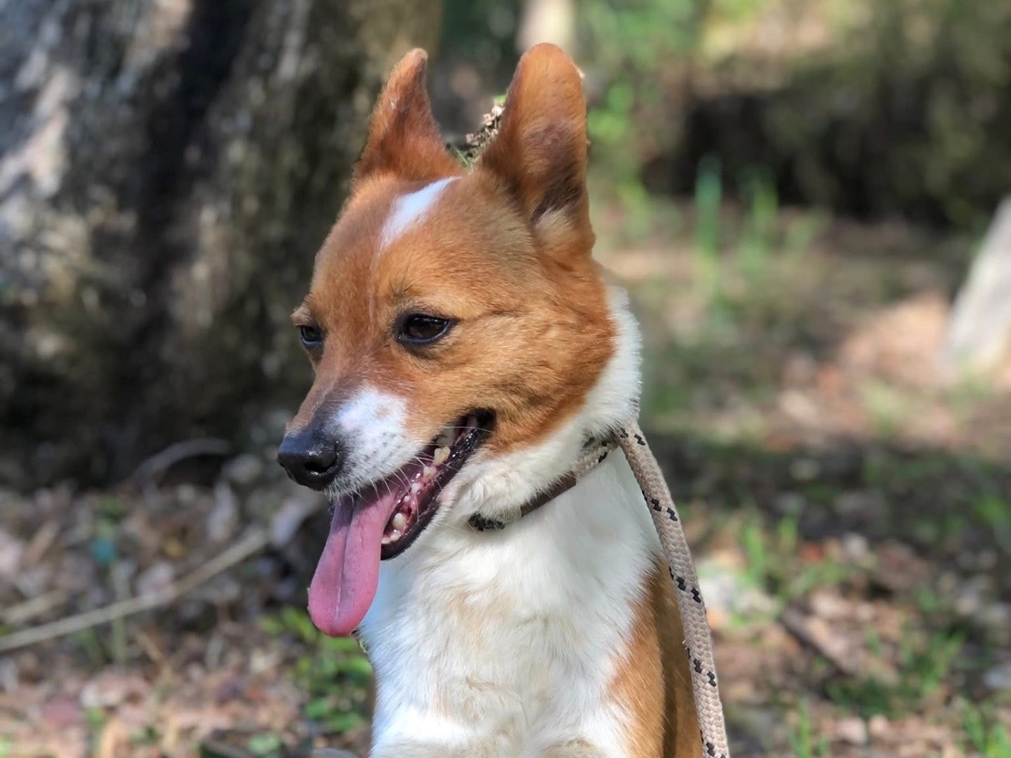 Adotta il cane Fox a Latina