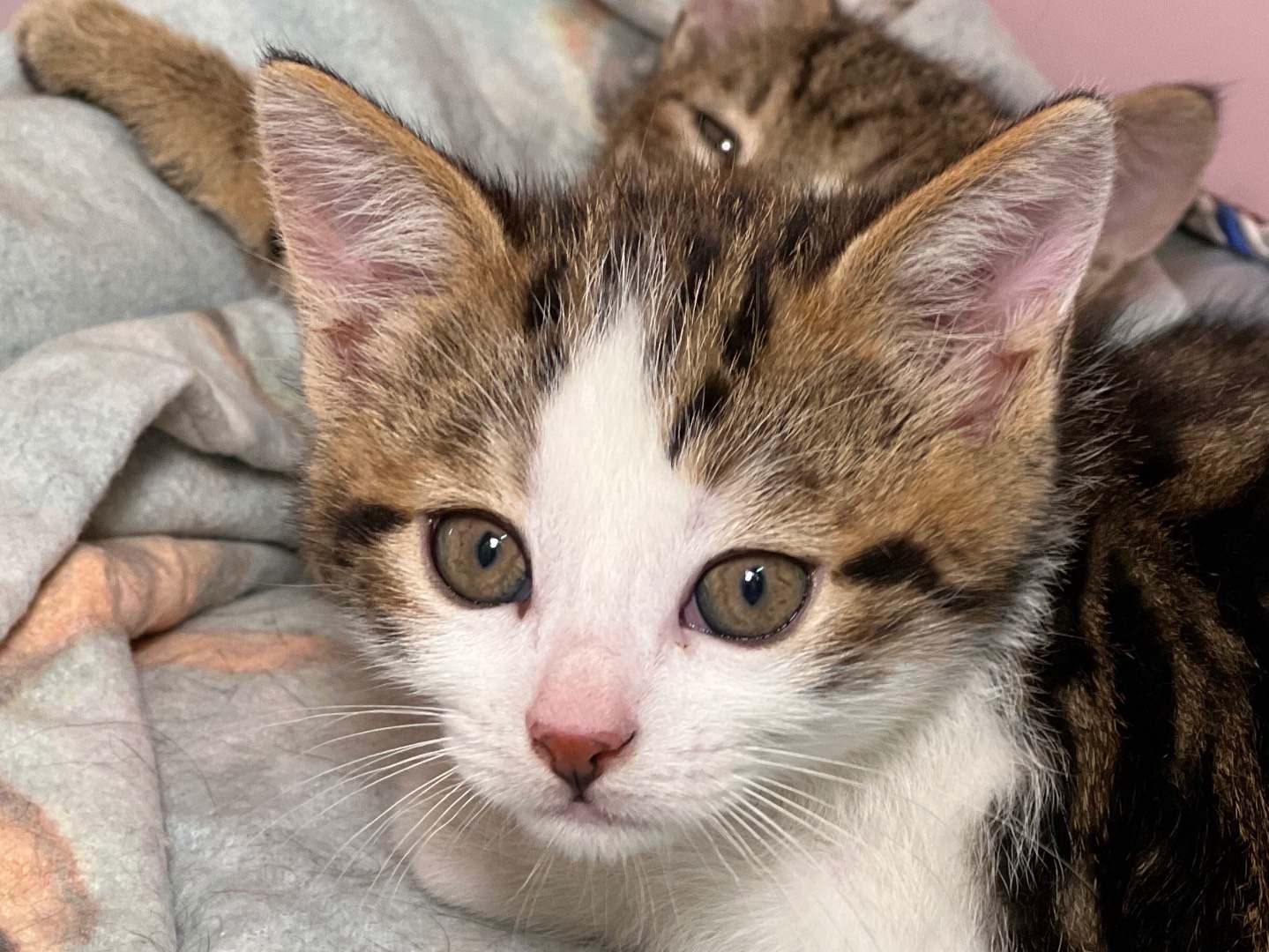 Adozione gatto, maschio, Razza sconosciuta Razza sconosciuta, 11 mesi, taglia non valida, Milano