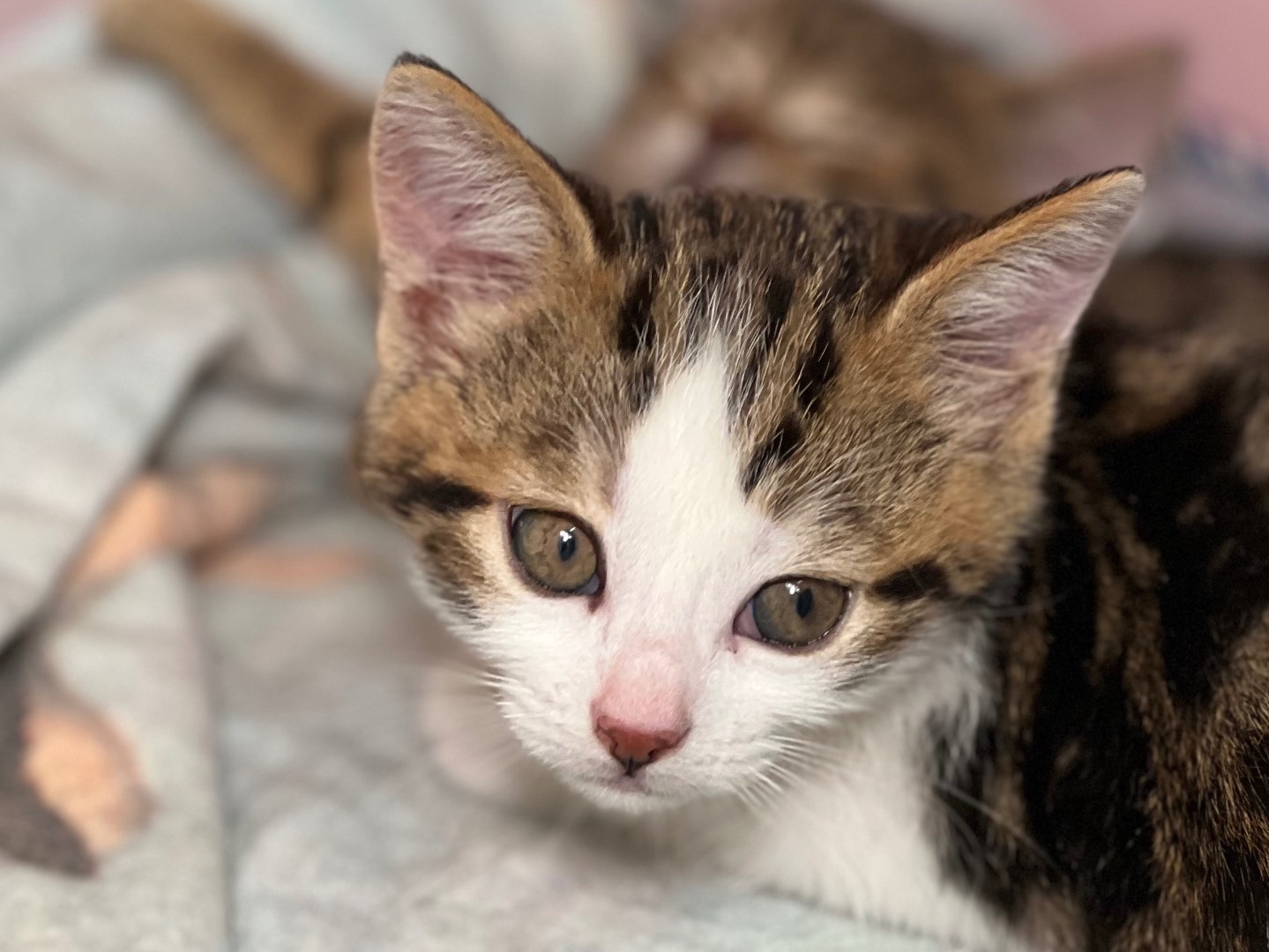 Adotta un gatto, maschio, 11 mesi, Milano