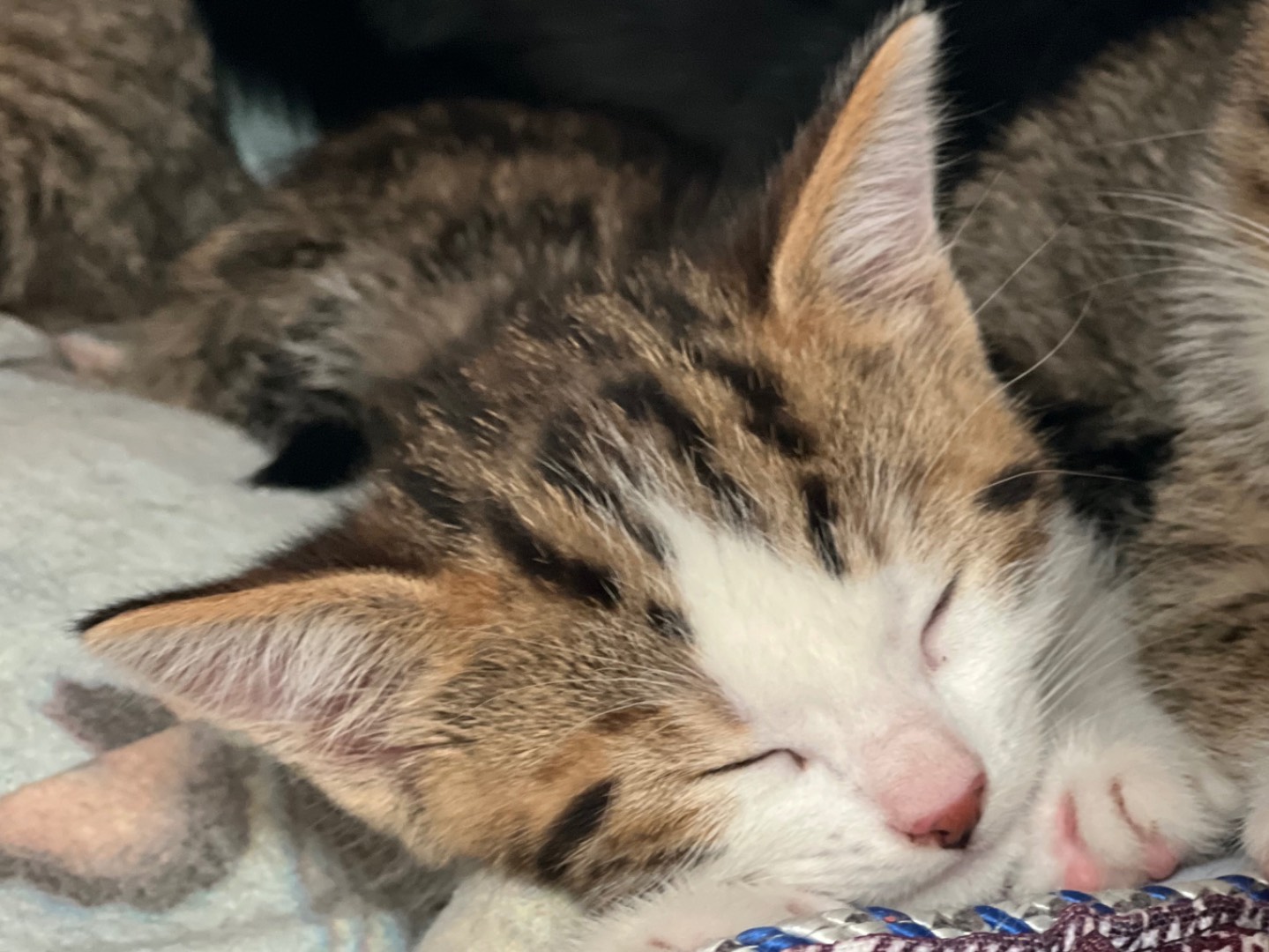 Adotta un gatto, taglia non valida, maschio, Milano