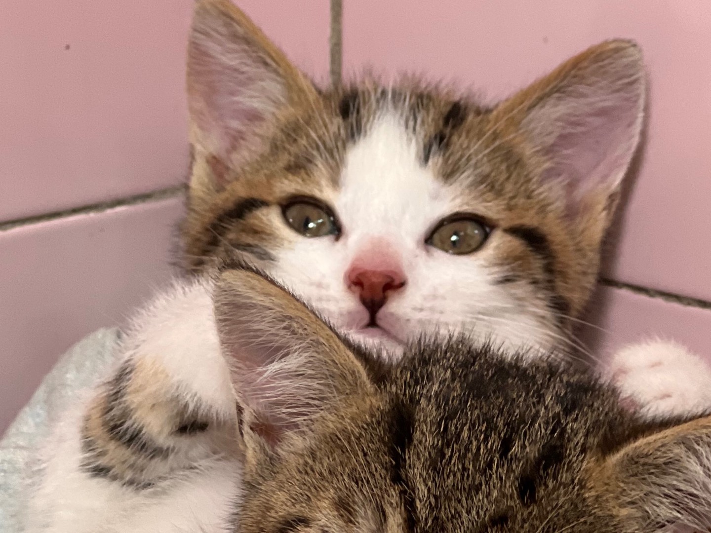 Vuoi adottare un gatto a Milano?