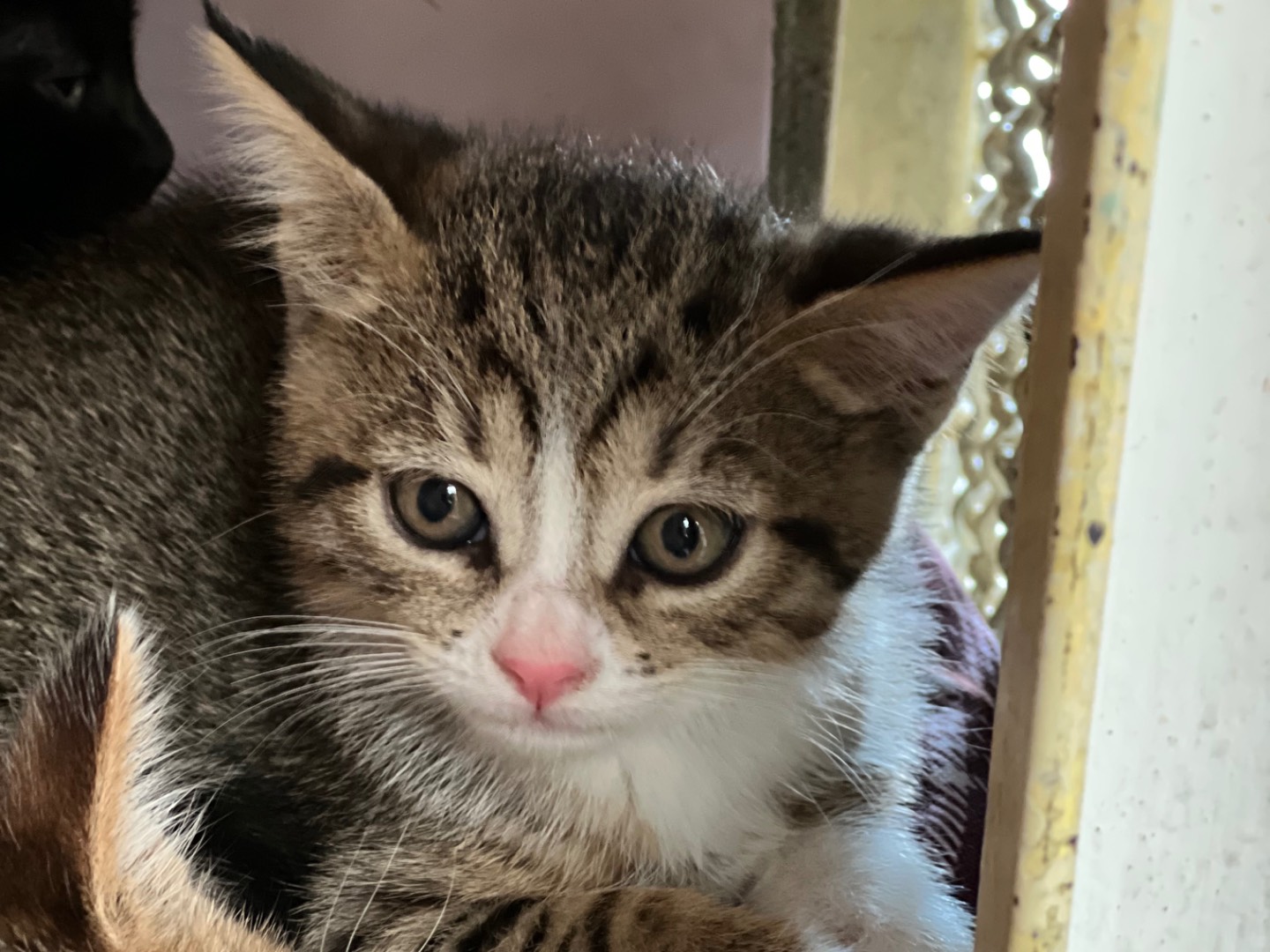 Adozione gatto, femmina, Razza sconosciuta Razza sconosciuta, 11 mesi, taglia non valida, Milano