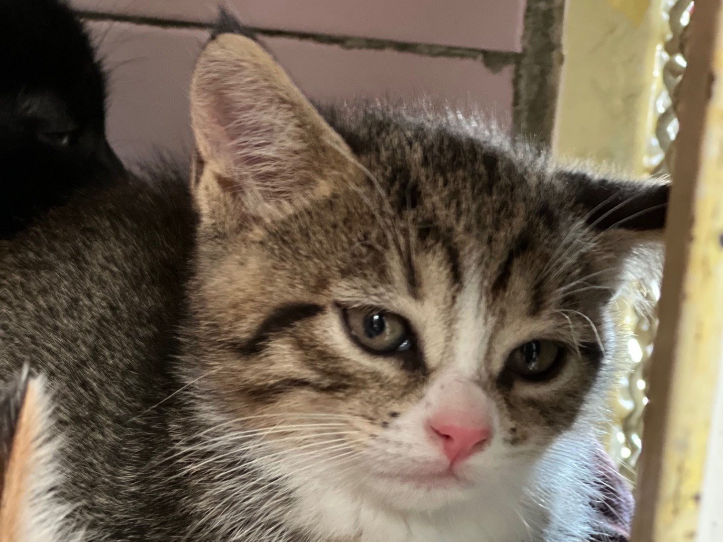 Adotta un gatto, taglia non valida, femmina, Milano