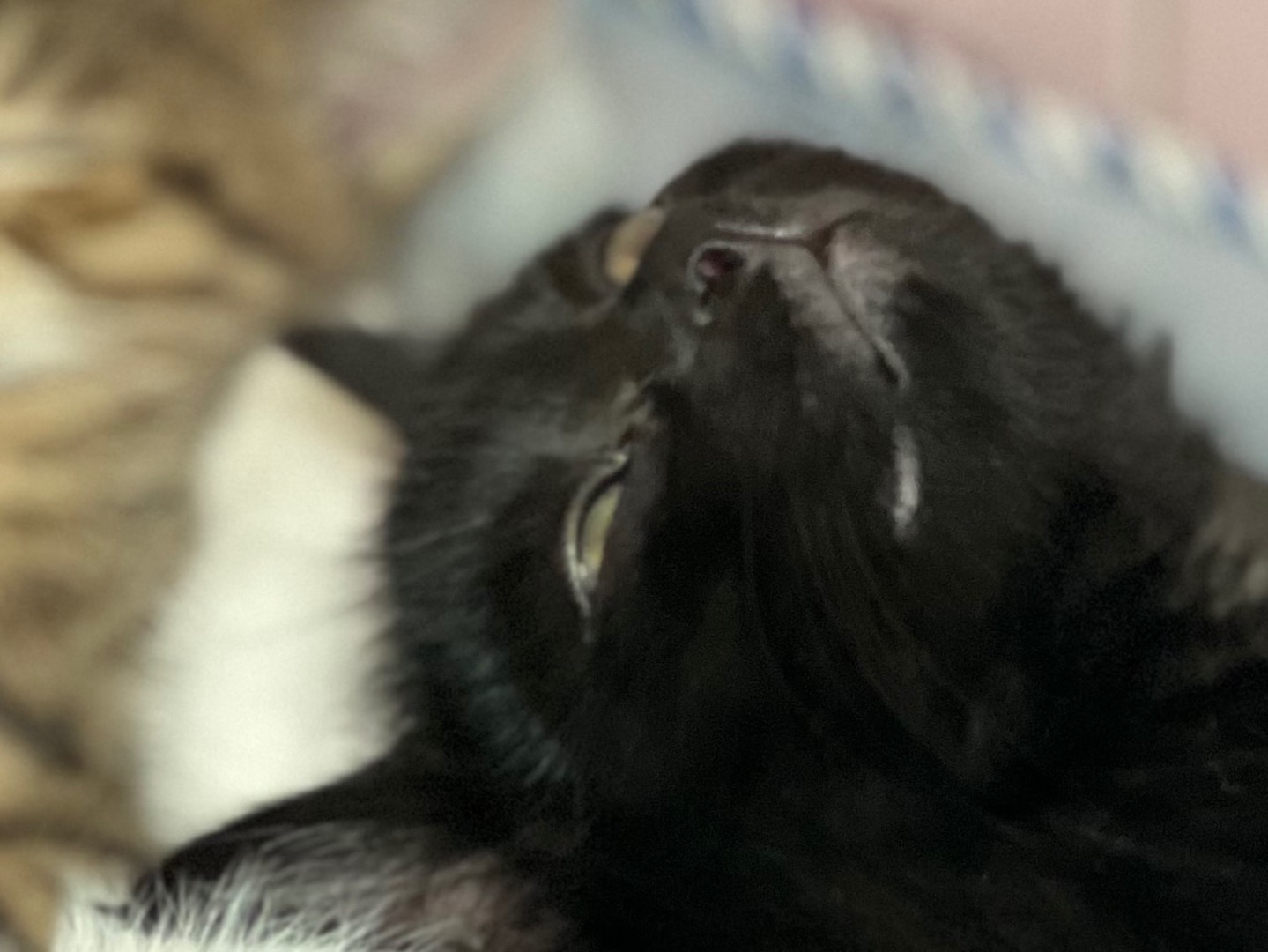 Adotta un gatto, taglia non valida, femmina, Milano