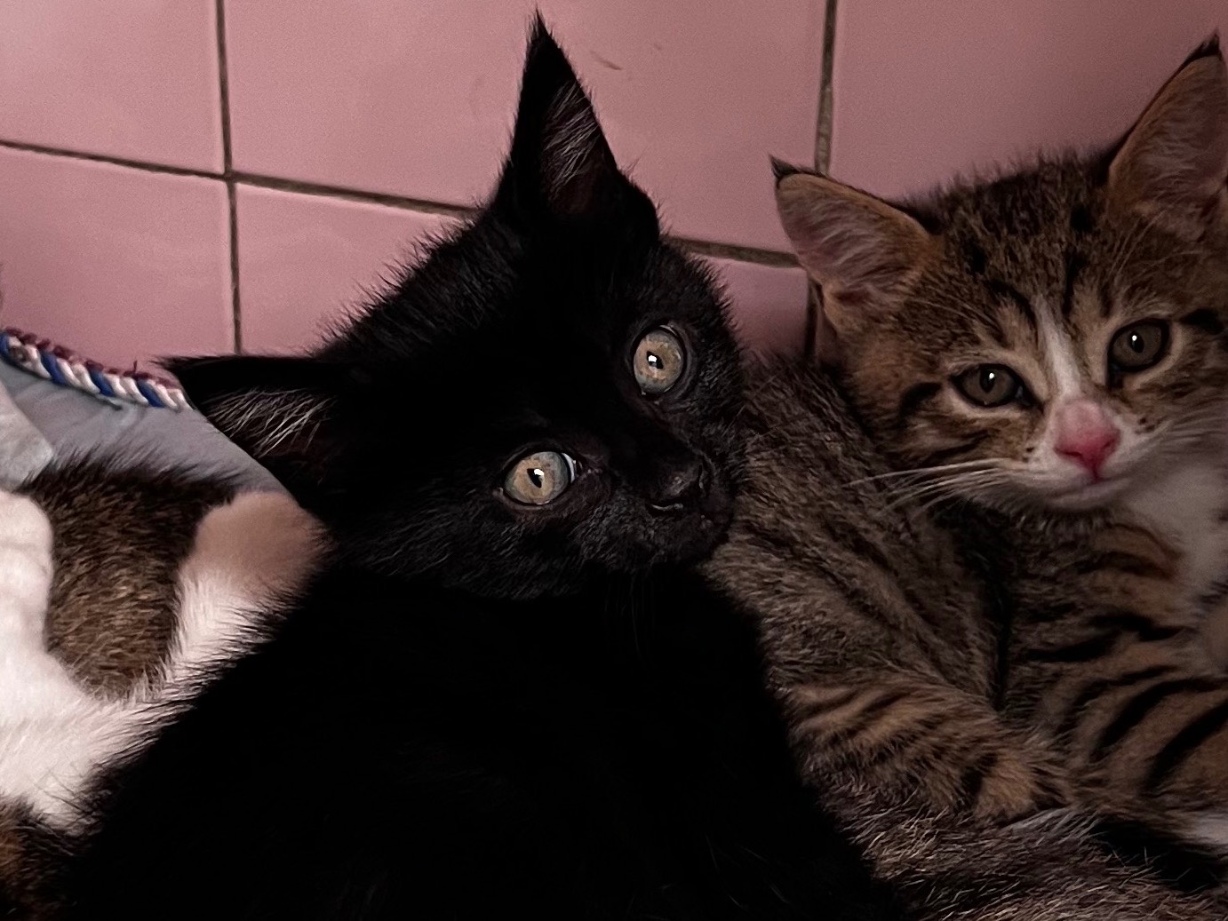 Vuoi adottare un gatto a Milano?