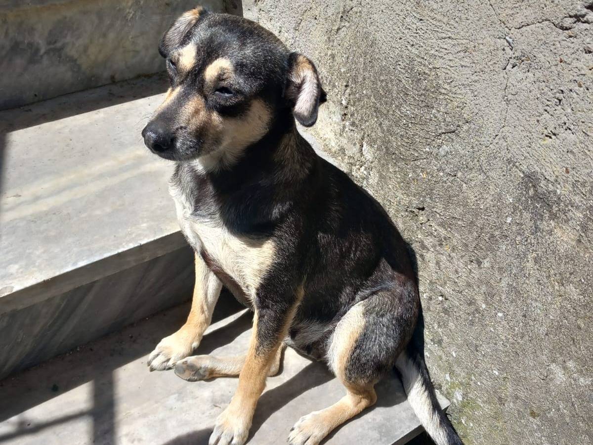 Adotta il cane LIZZY a Caserta