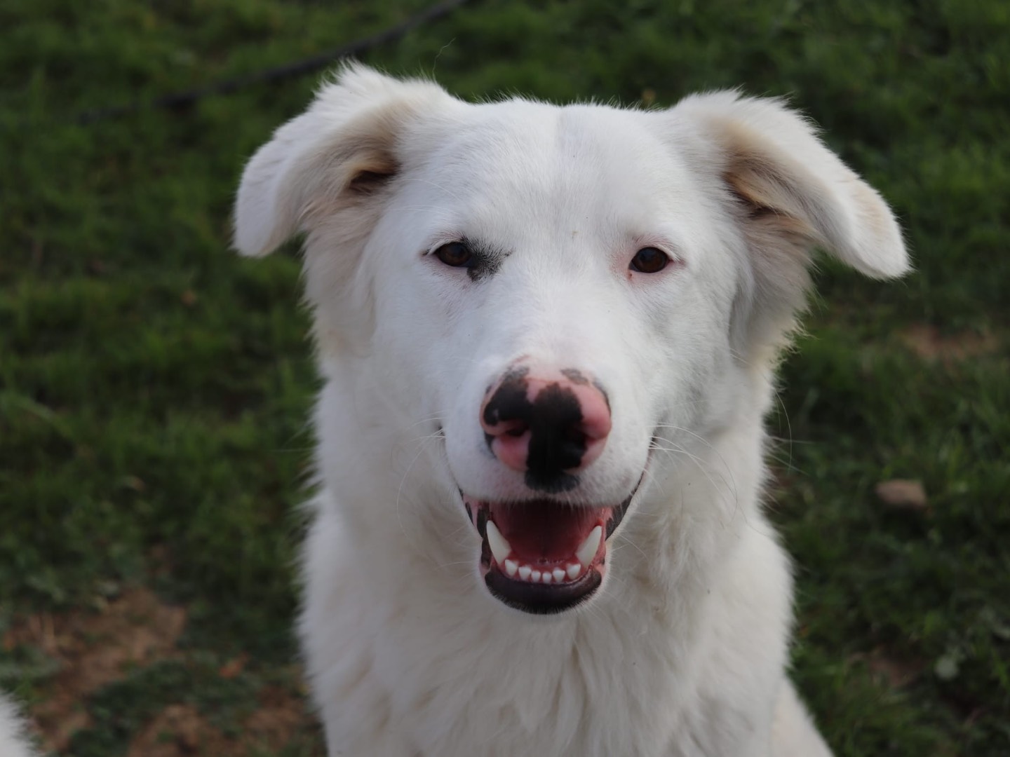 Adotta un cane, maschio, 3 anni  e 2 mesi , Cagliari