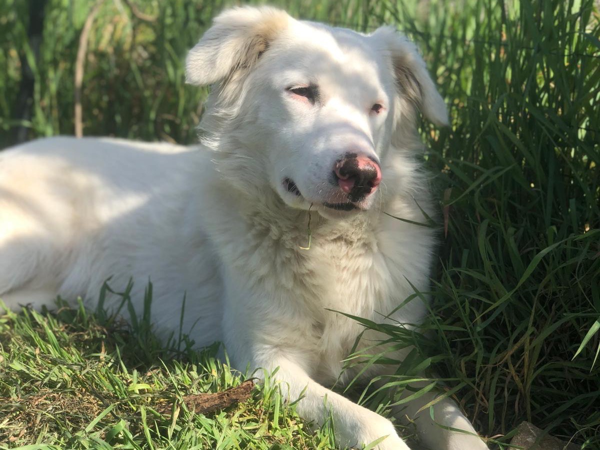 Adotta un cane, taglia grande, maschio, Cagliari