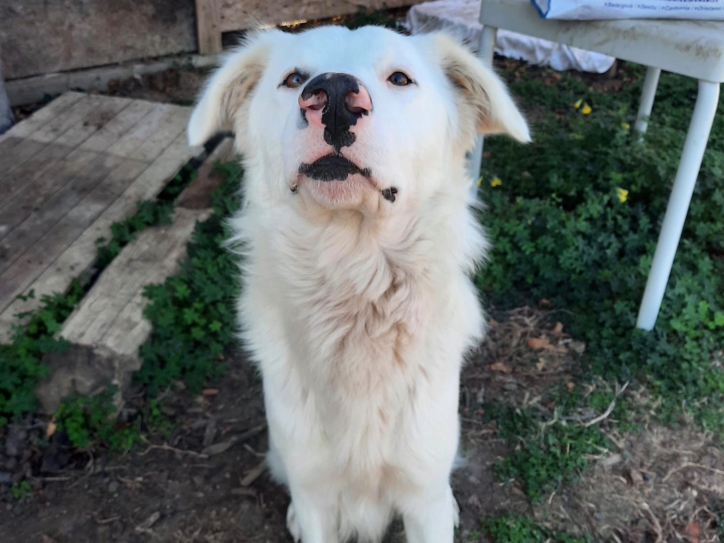 Vuoi adottare un cane a Cagliari?