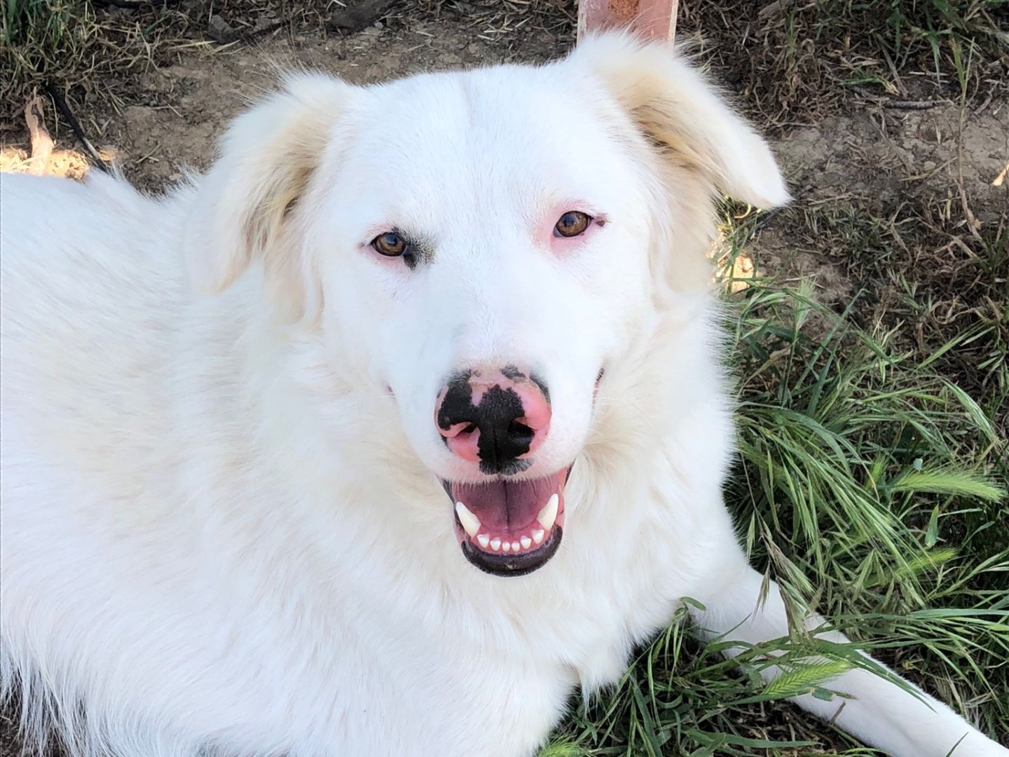 Adotta il cane Blanco  a Cagliari