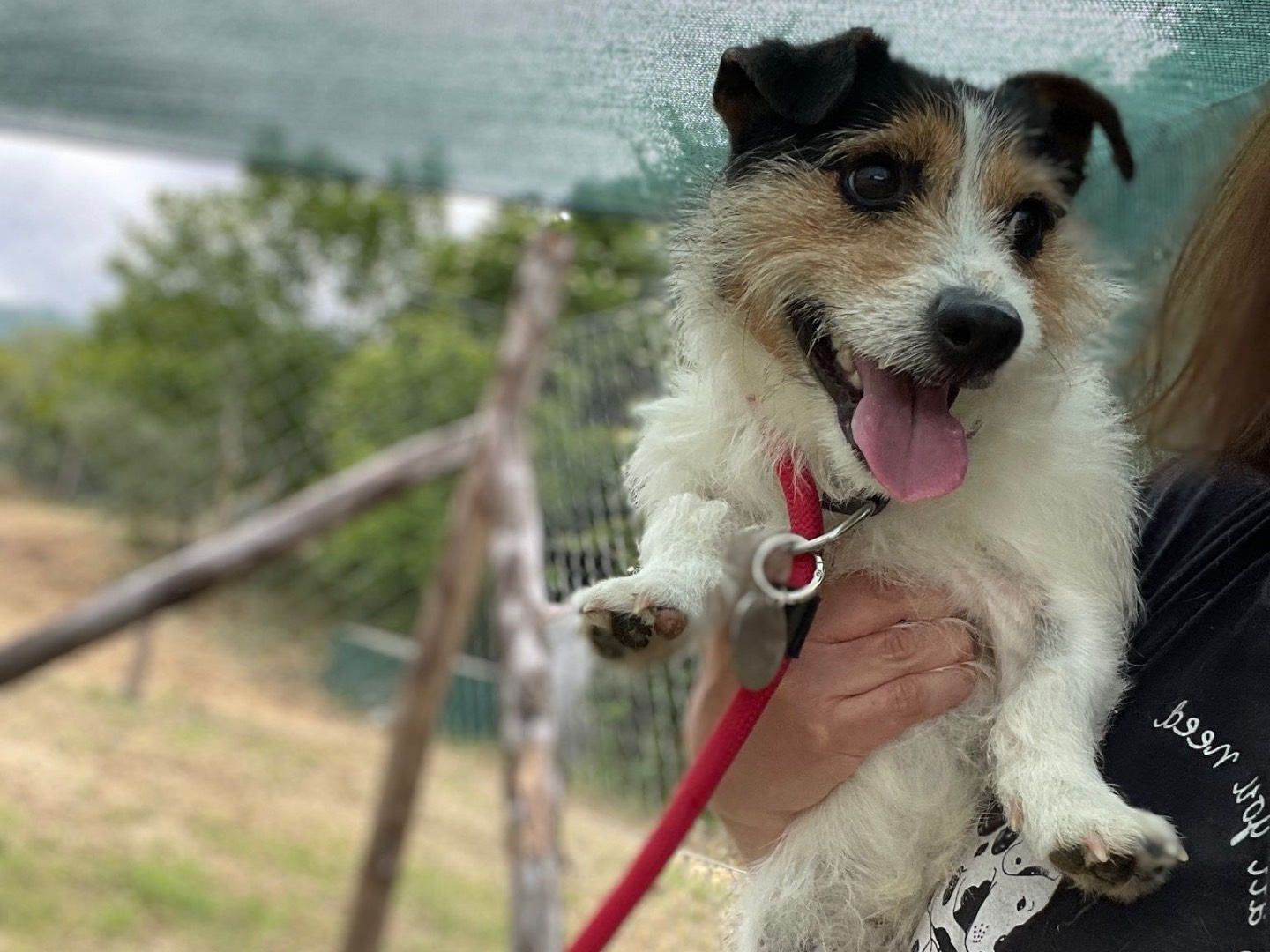 Adotta un cane, maschio, 3 anni , Salerno