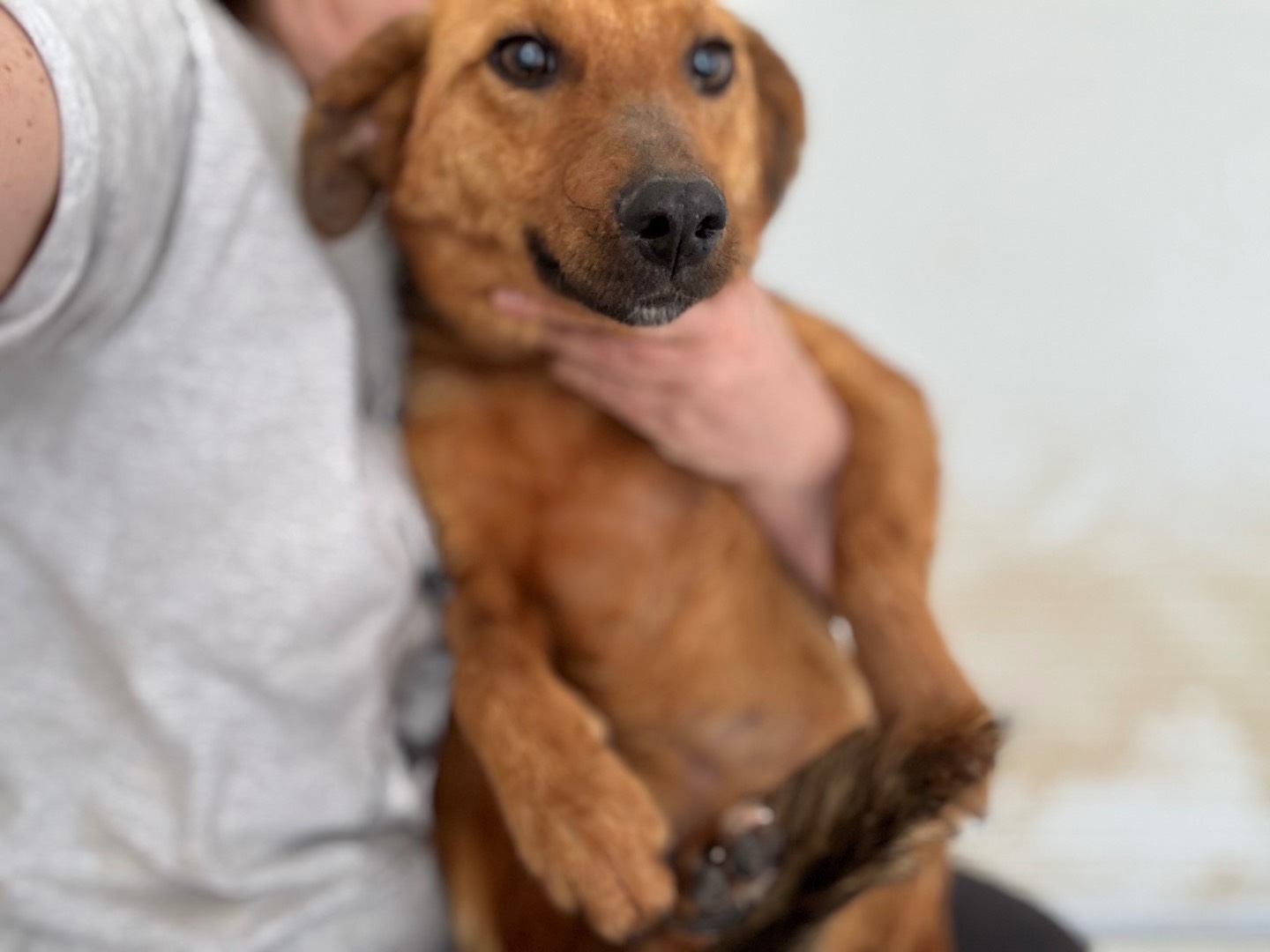 Adotta un cane, femmina, 1 anno e 1 mese, Salerno