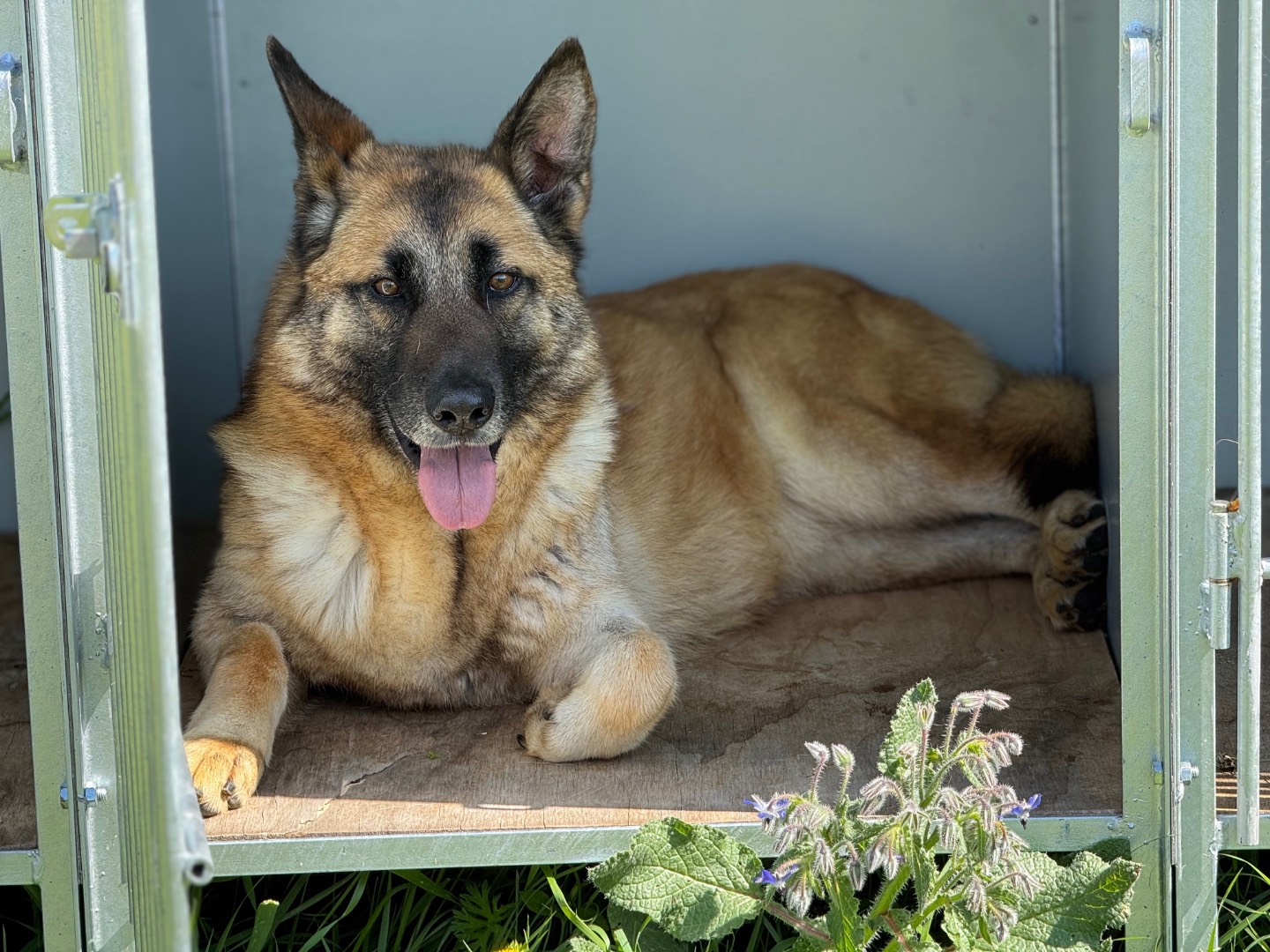 Adozione cane, femmina, Pastore tedesco Razza sconosciuta, 4 anni  e 11 mesi , taglia media, Salerno