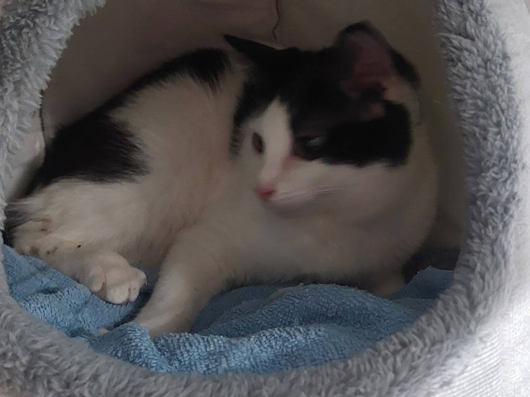 Adotta un gatto, femmina, 1 anno, Torino