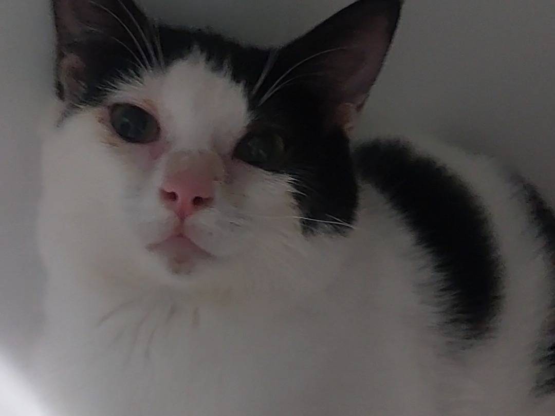 Adotta un gatto, taglia non valida, femmina, Torino