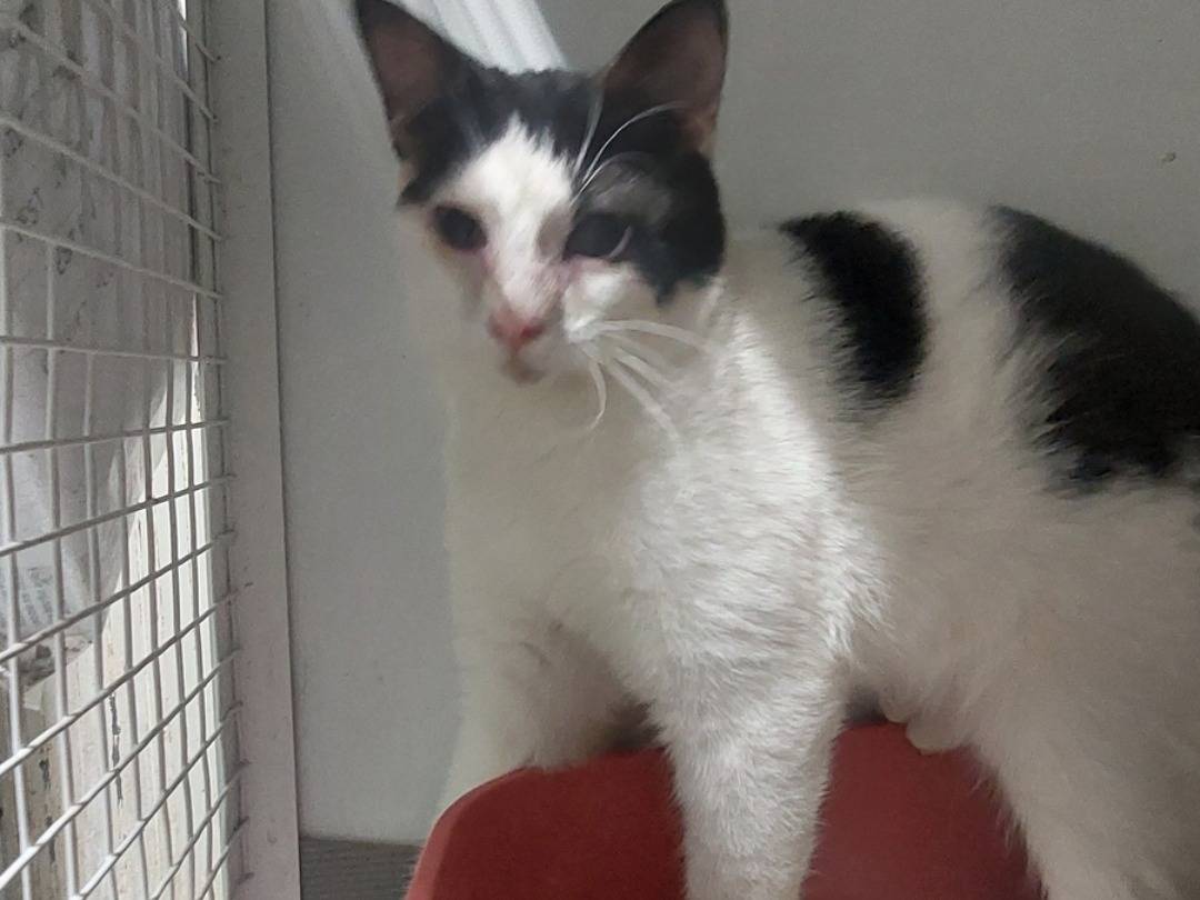 Vuoi adottare un gatto a Torino?
