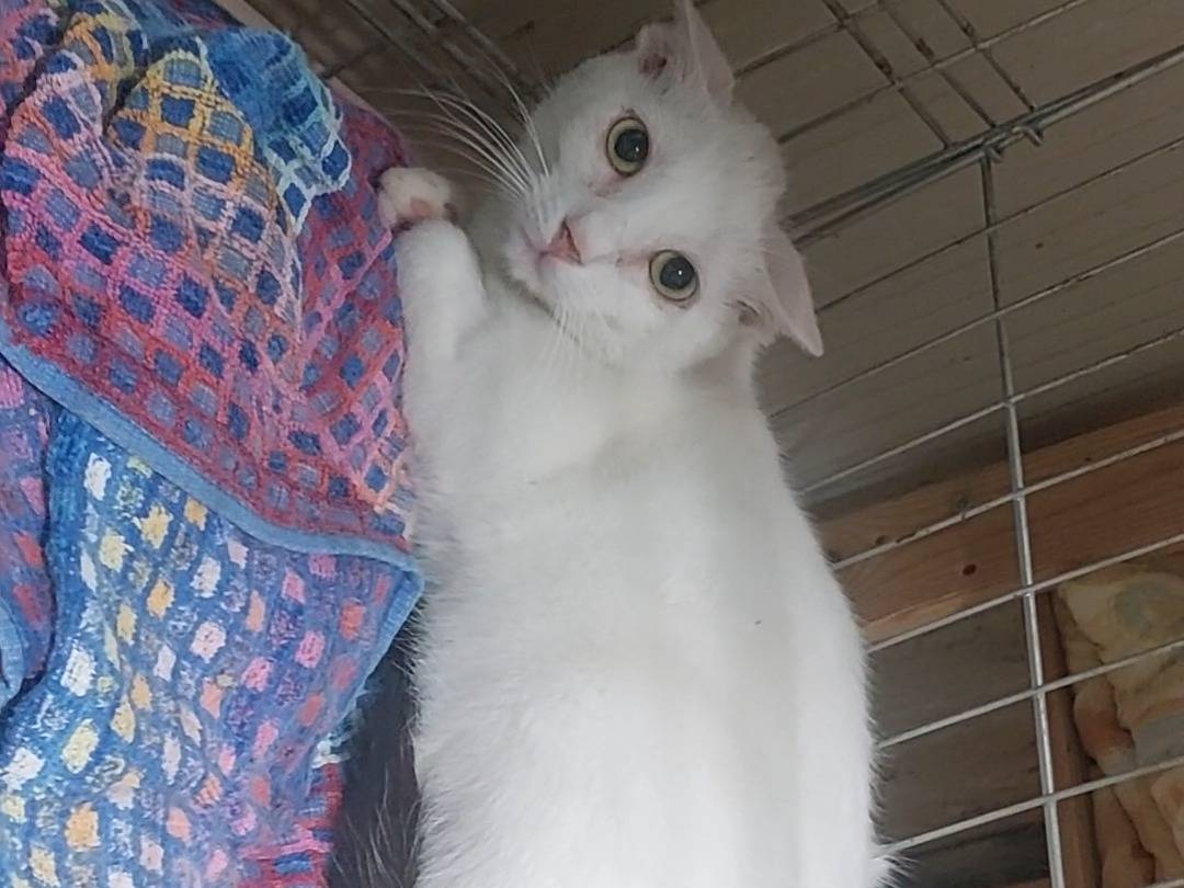 Foto dell'animale