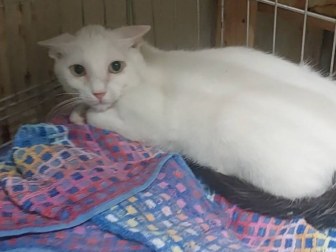 Adotta un gatto, maschio, 1 anno e 1 mese, Torino