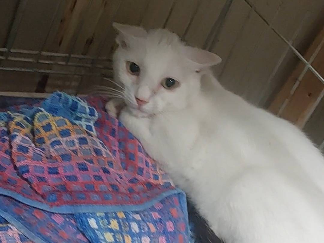 Adotta un gatto, taglia non valida, maschio, Torino