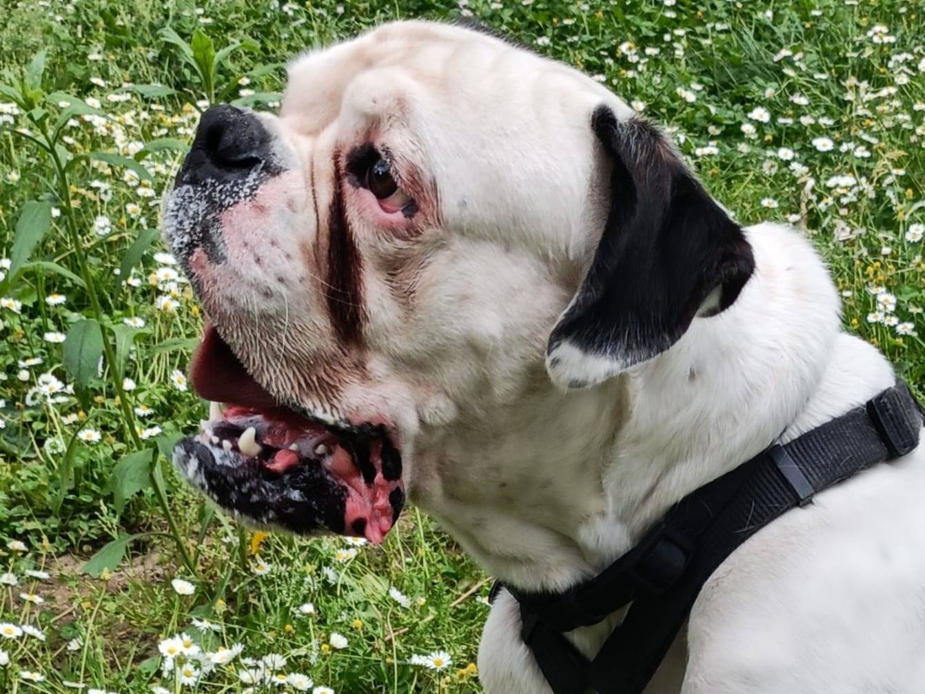 Vuoi adottare un cane a Verona?