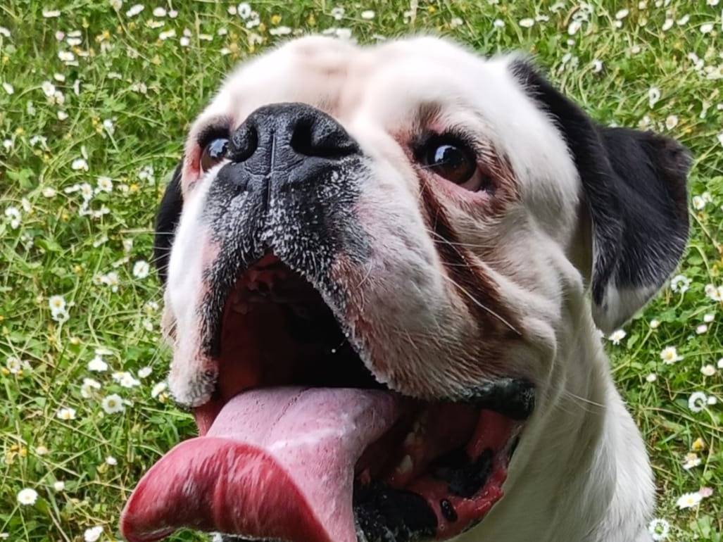 Adotta il cane Flocky a Verona