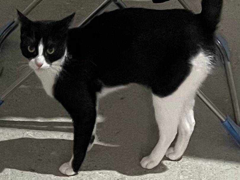 Foto dell'animale