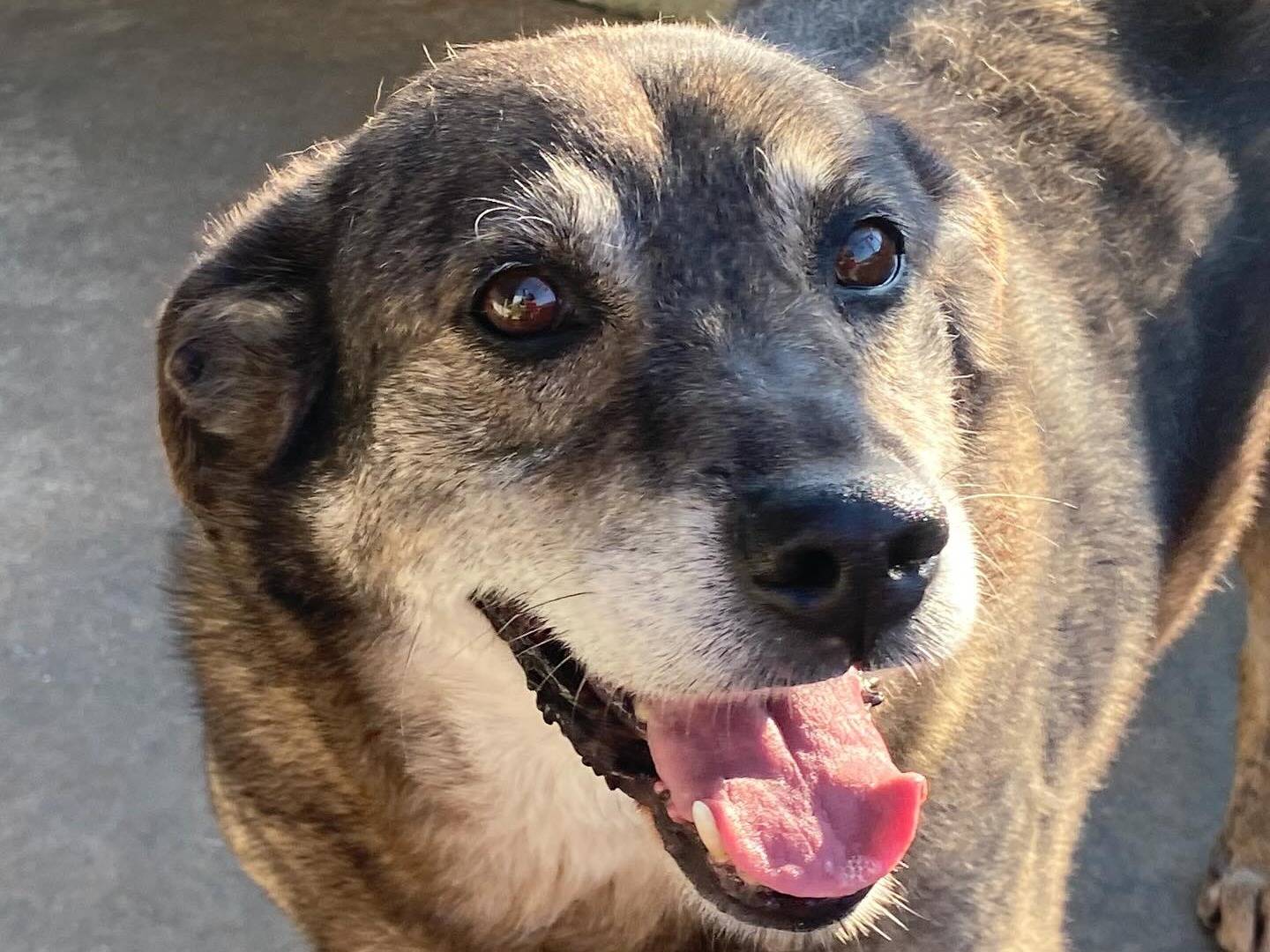 Adotta un cane, maschio, 9 anni  e 5 mesi , Latina