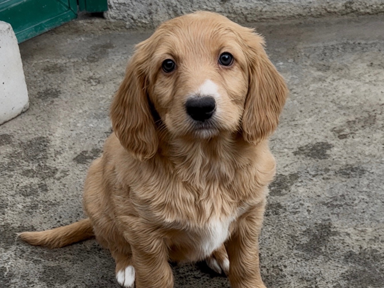 Foto dell'animale