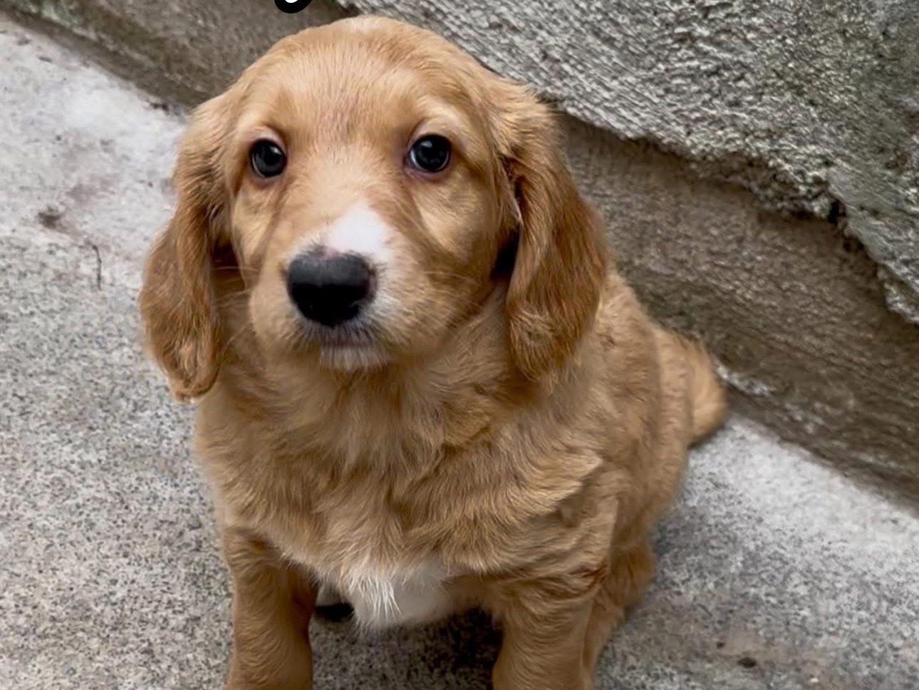 Adotta un cane, femmina, 2 mesi, Catania