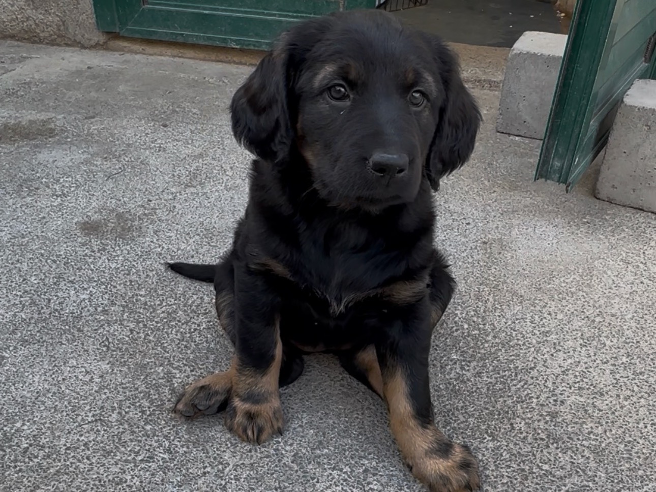 Adotta un cane, femmina, 3 mesi, Massa